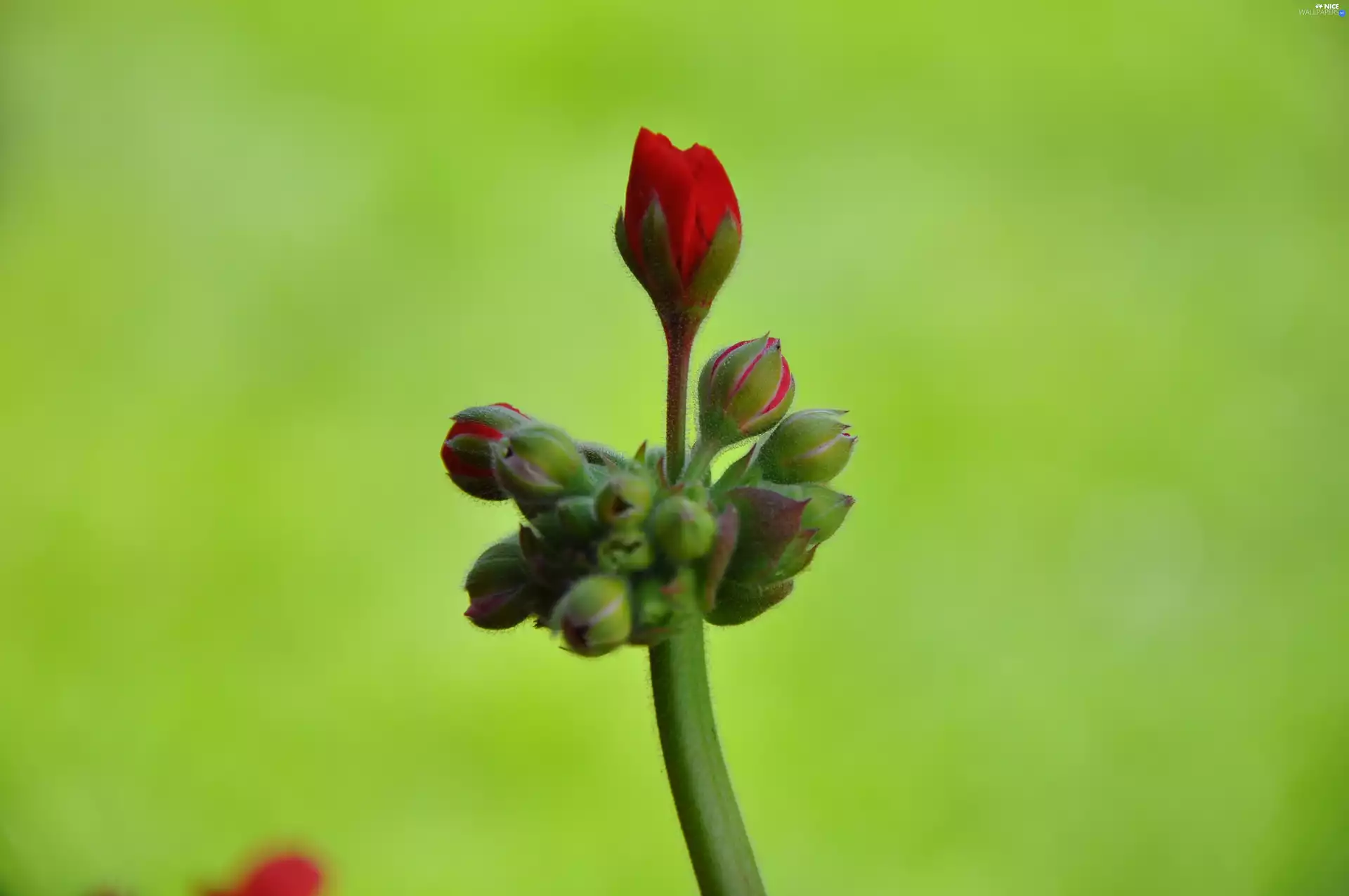 bud, geranium