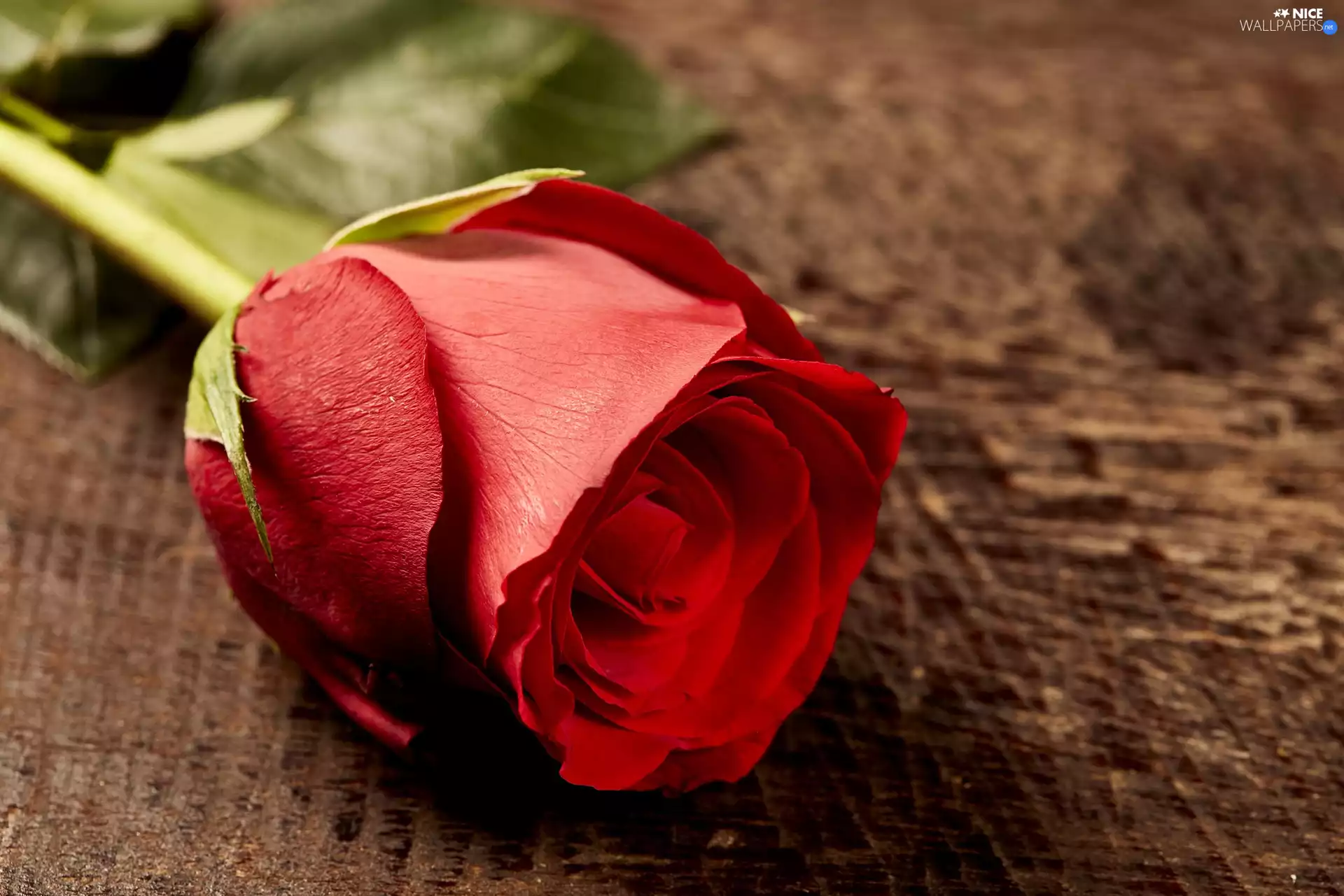 Colourfull Flowers, rose, bud, red hot