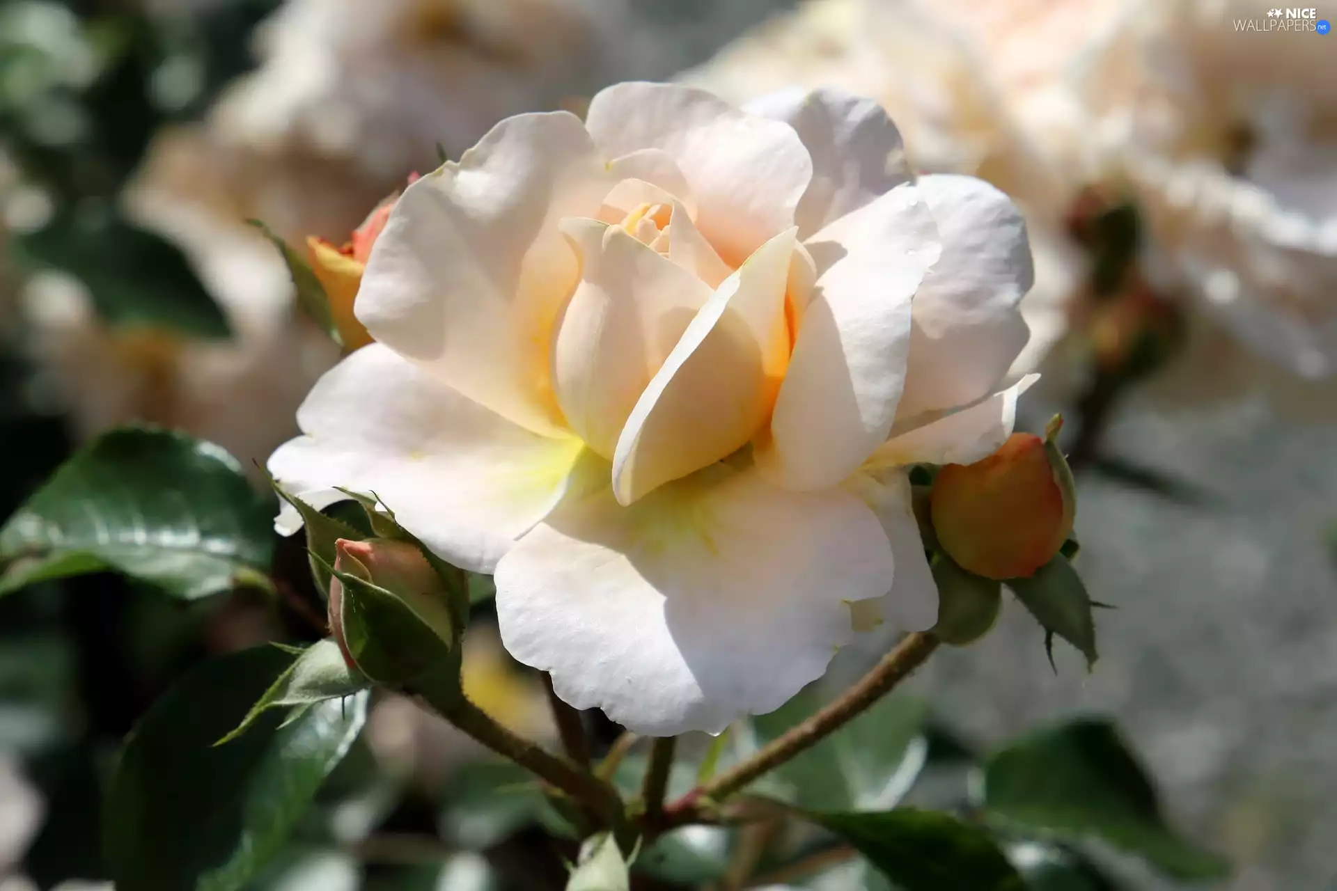 bud, developed, rose
