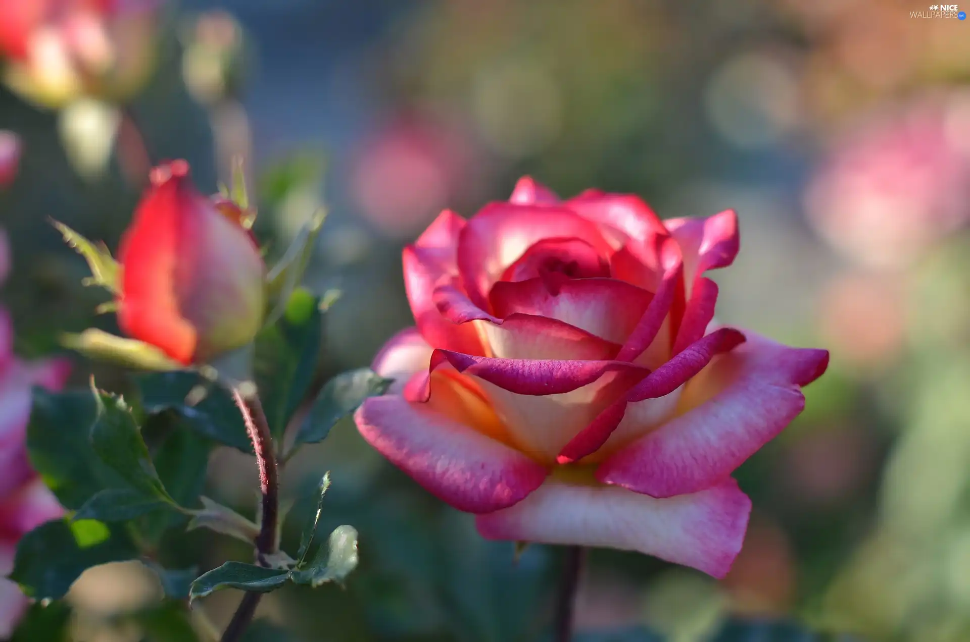 roses, bud