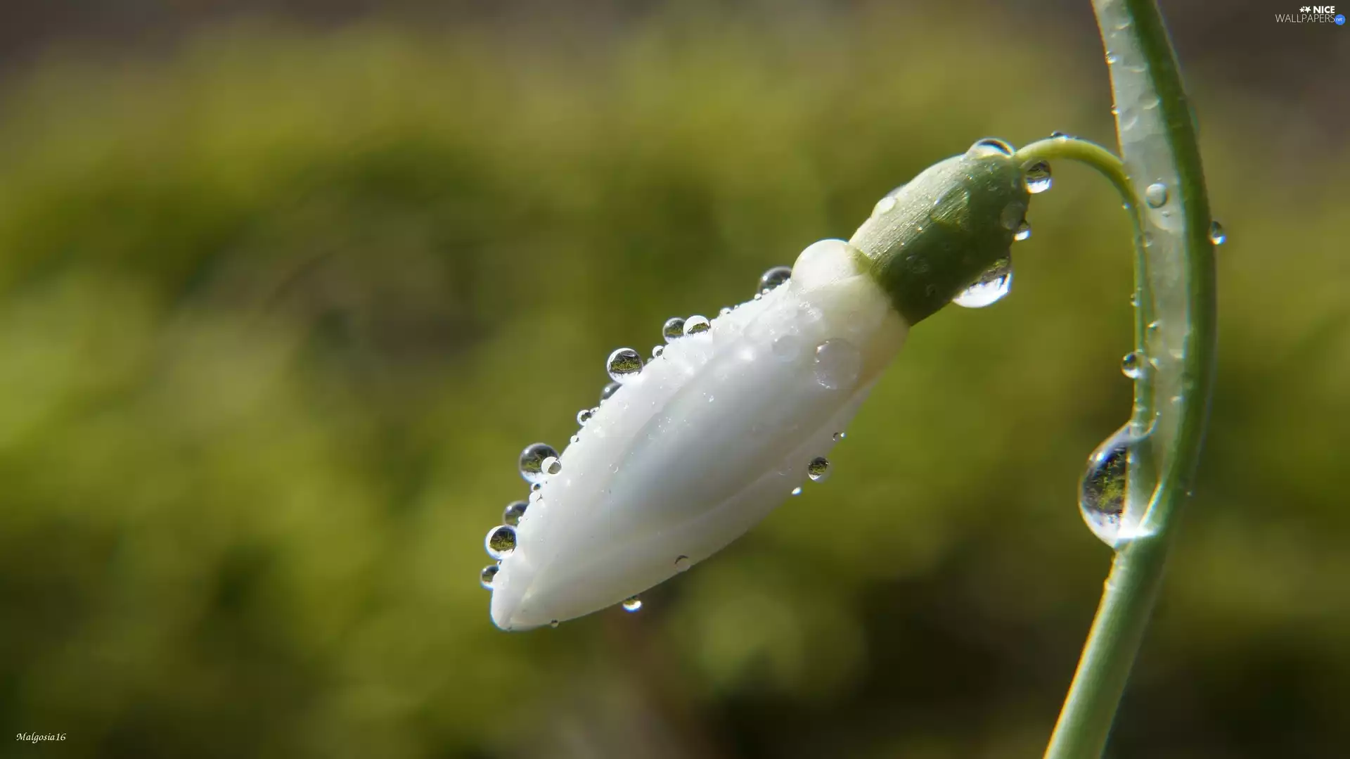 White, Snowdrop, drops, bud