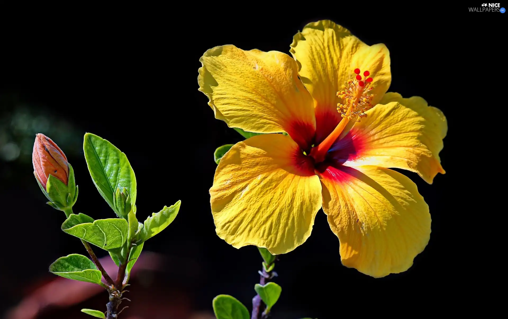 Yellow, Colourfull Flowers, bud, hibiskus