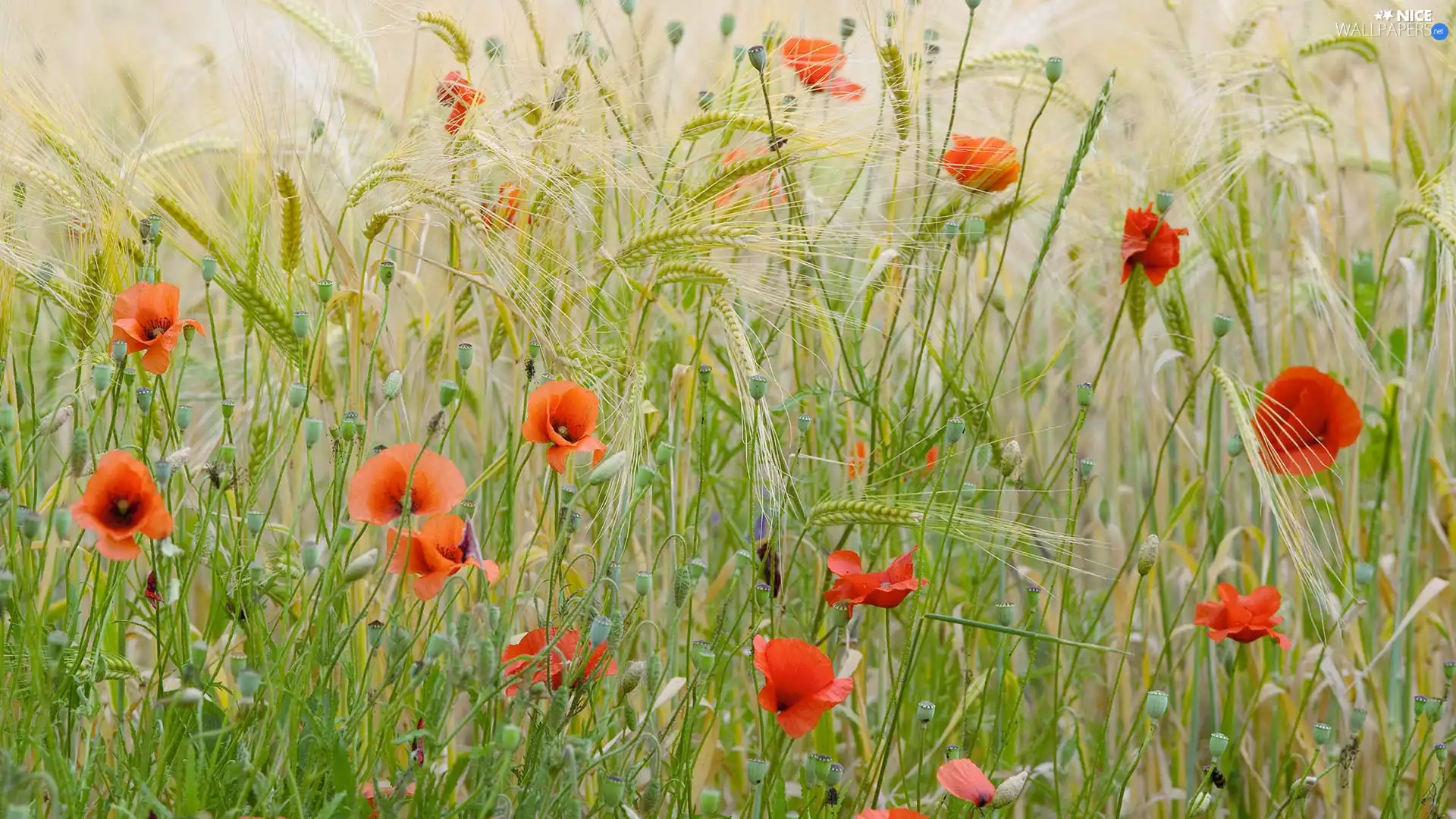 papavers, Buds, corn, Flowers, Meadow
