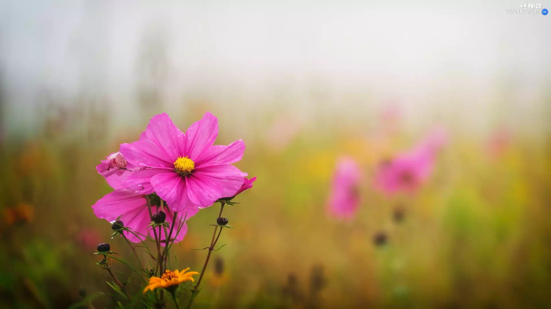 Buds, Pink, Cosmos