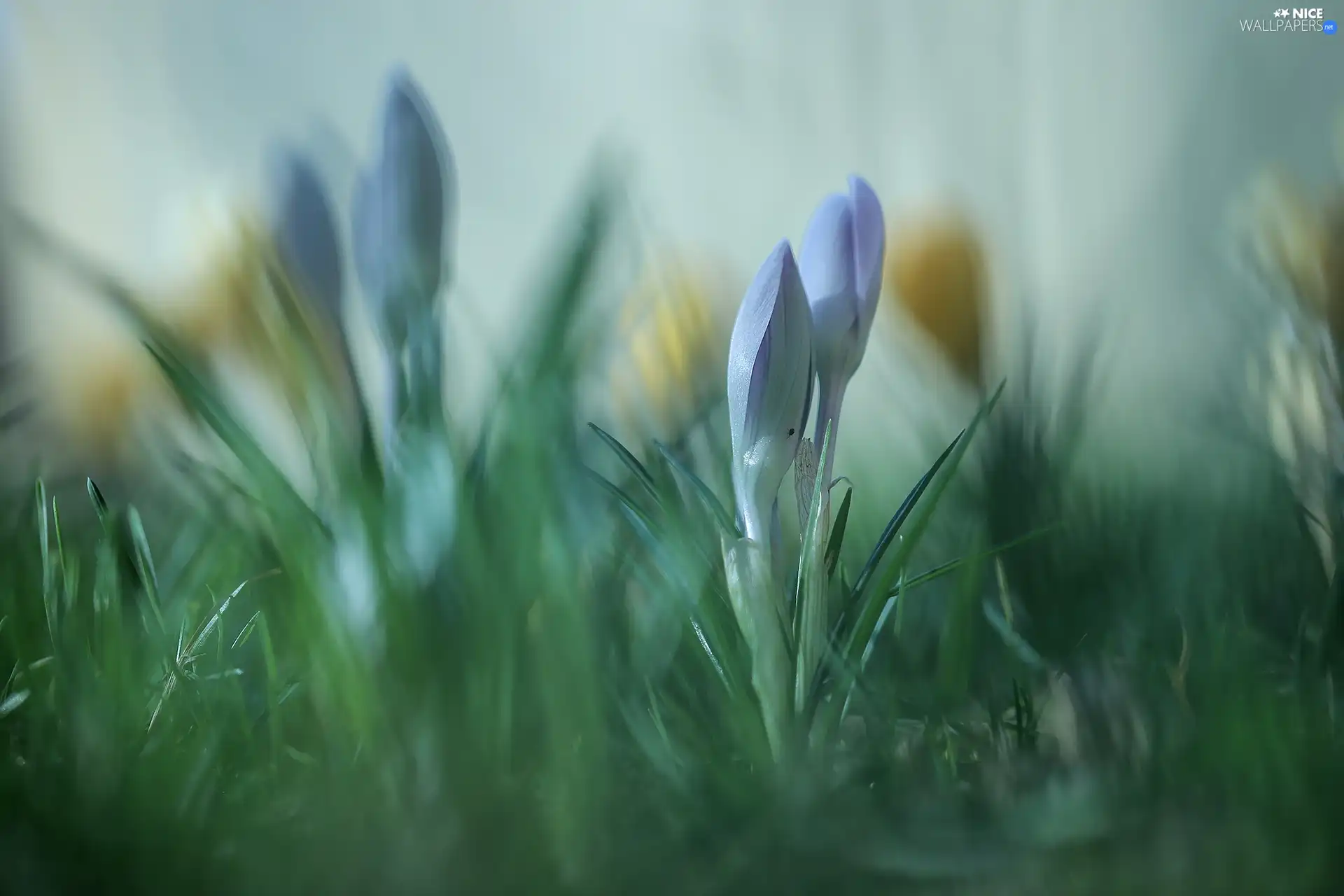 Buds, Blue, crocuses