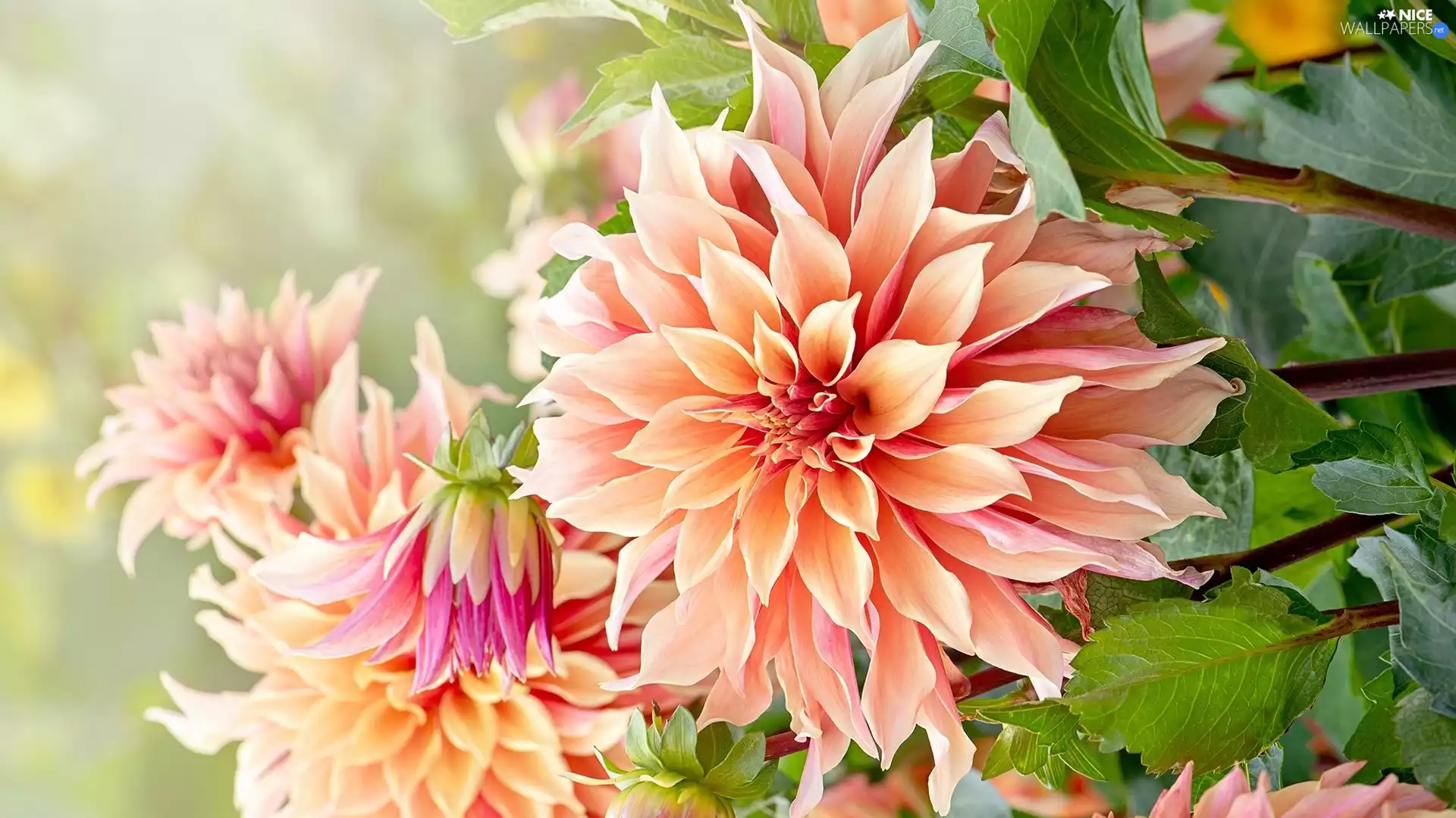 Leaf, rapprochement, Dalia, Buds, Colourfull Flowers