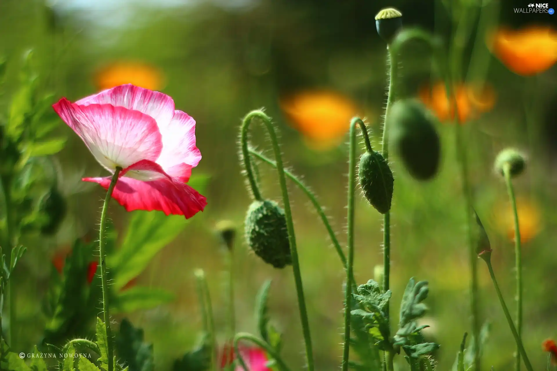 Buds, papavers, Flowers