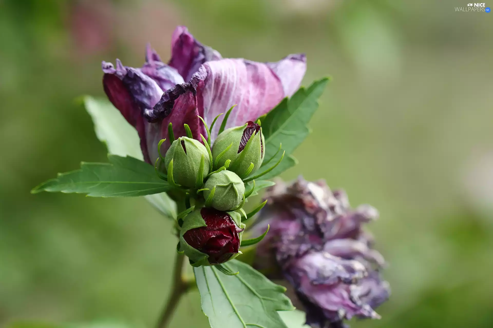 Buds, Pink, Flowers