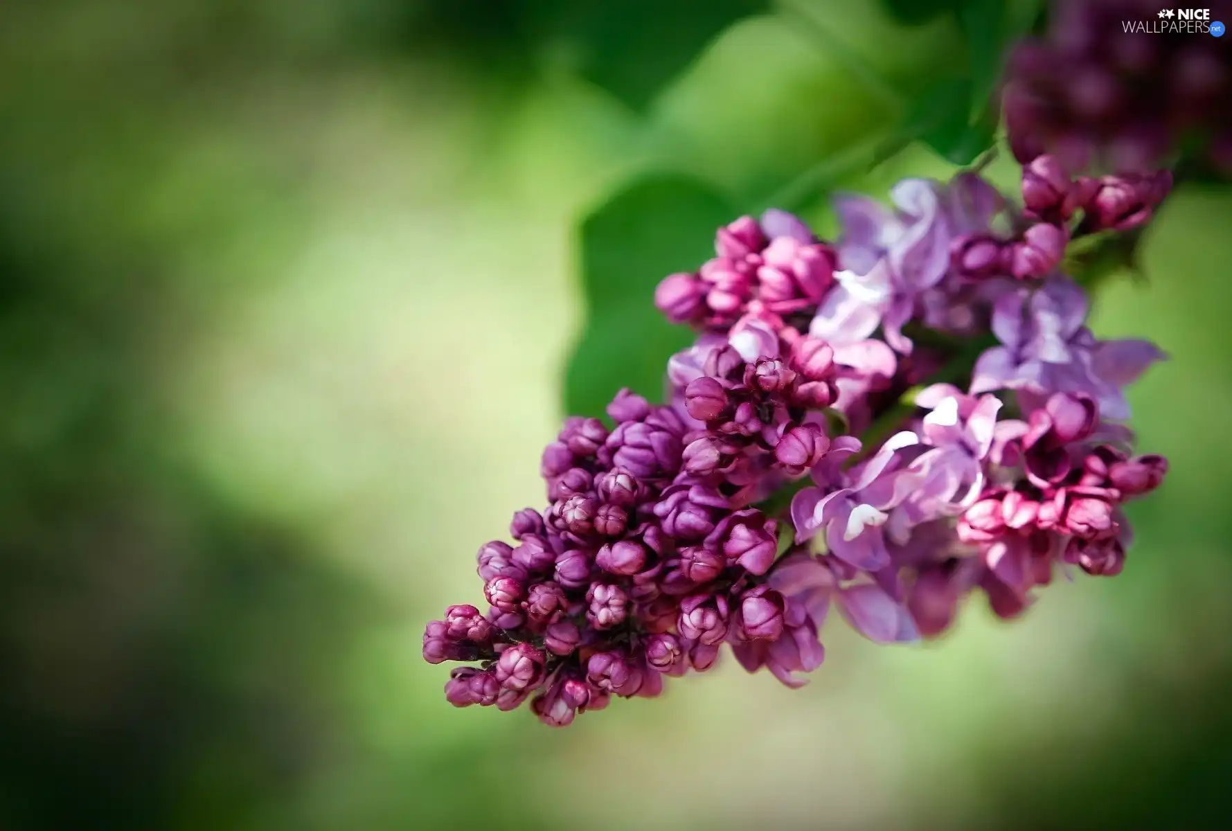 Buds, without, Flowers