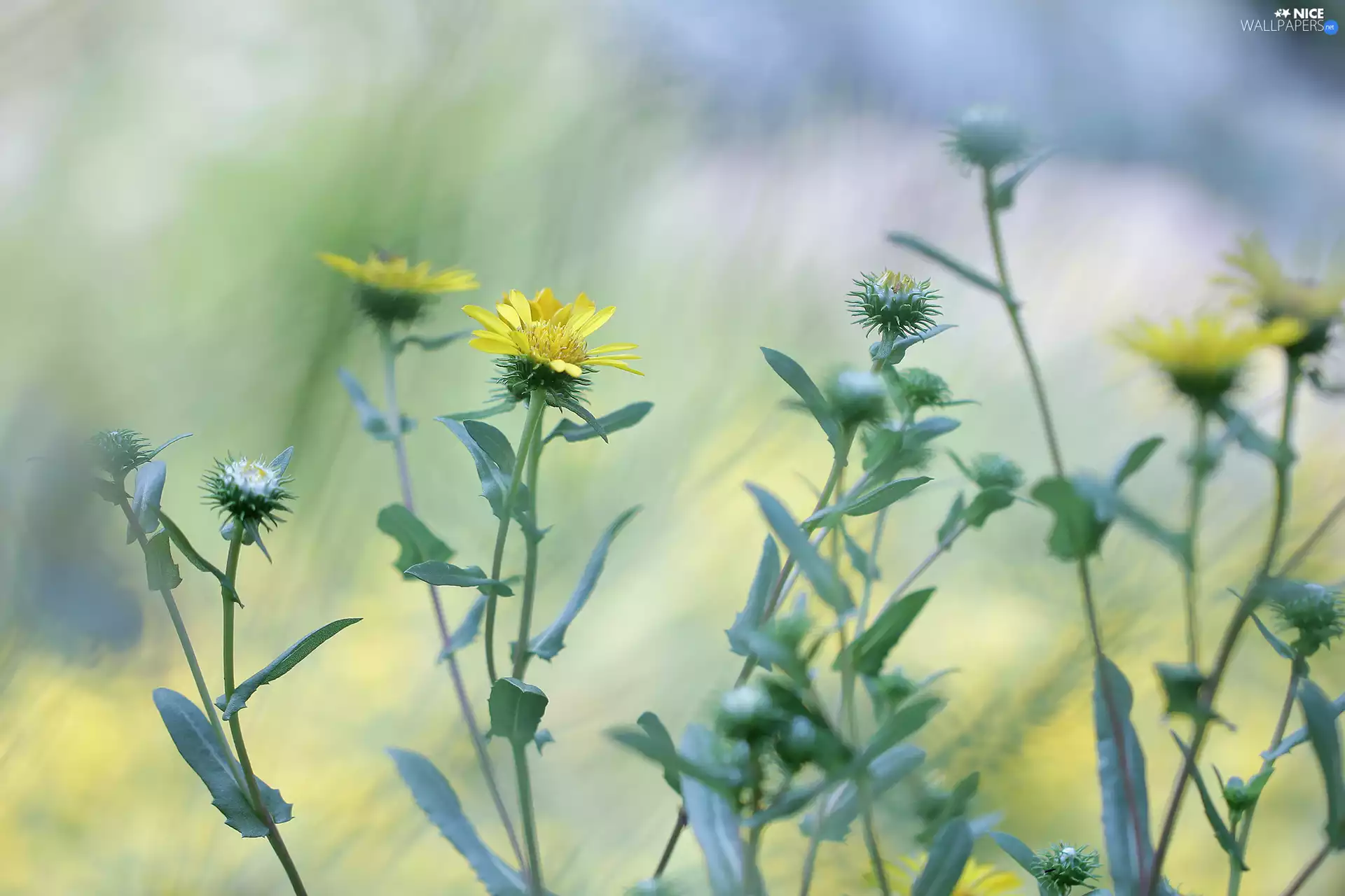 Buds, Yellow, Flowers