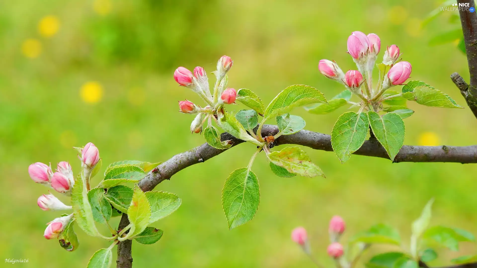 Pink, Buds, fruit, twig, trees