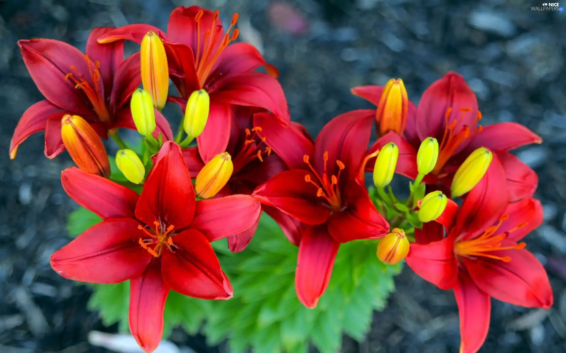 Buds, Red, lilies