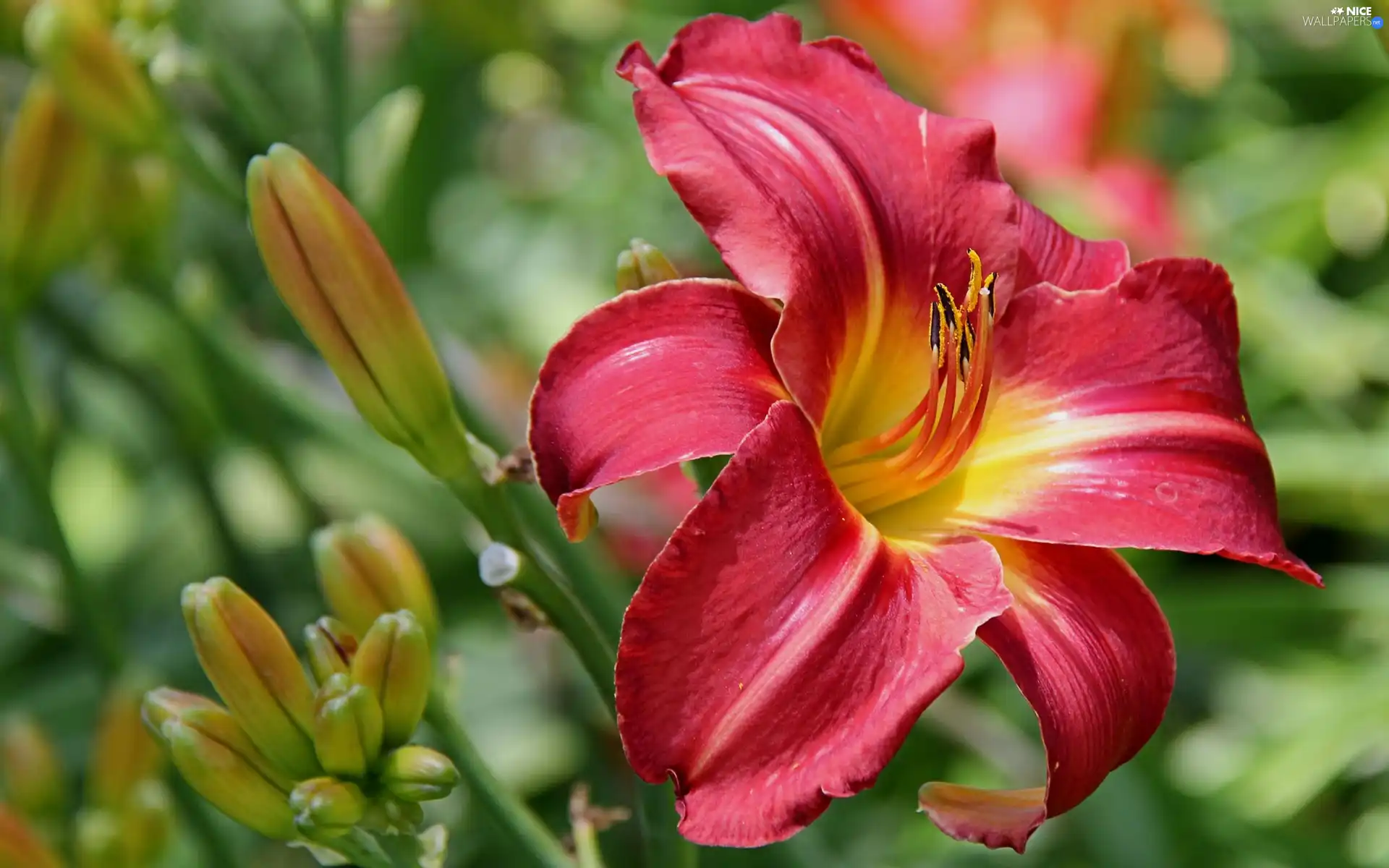 Buds, Red, lily