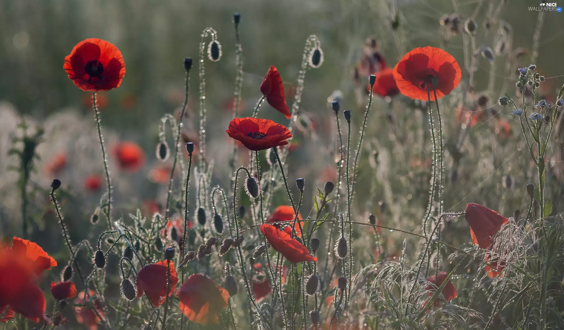 Buds, Flowers, papavers