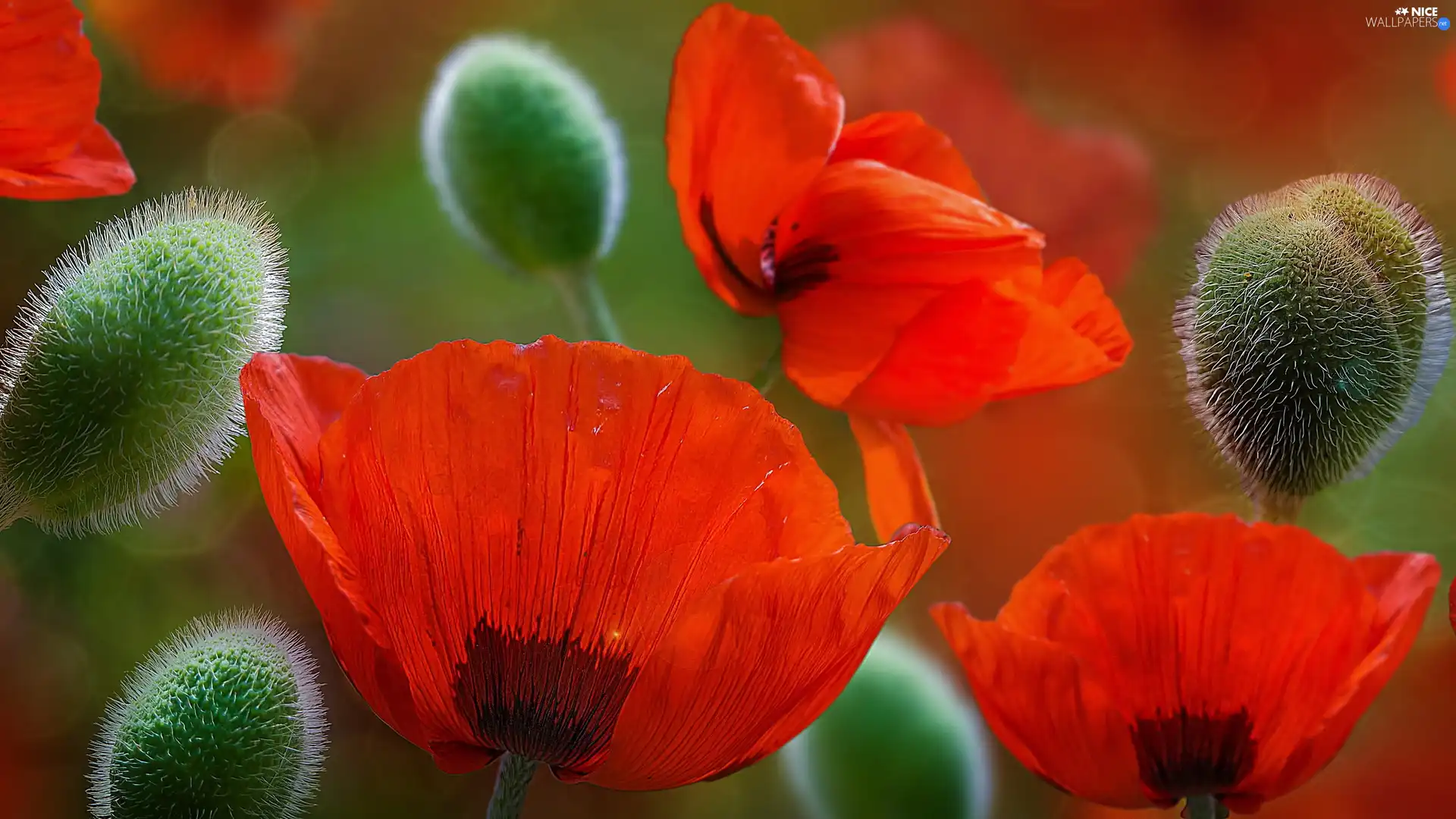 Buds, Red, papavers