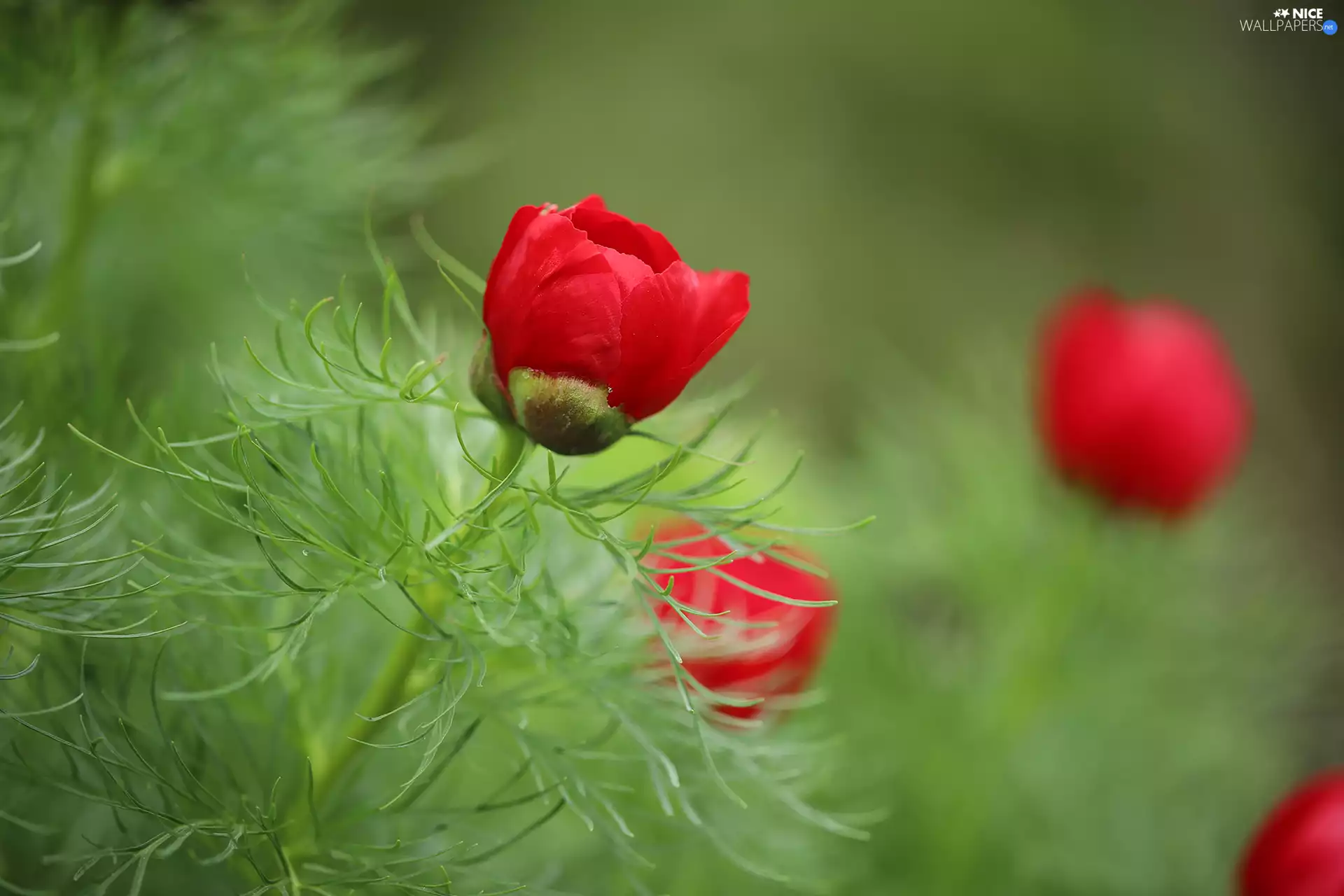 Buds, Red, Peonies