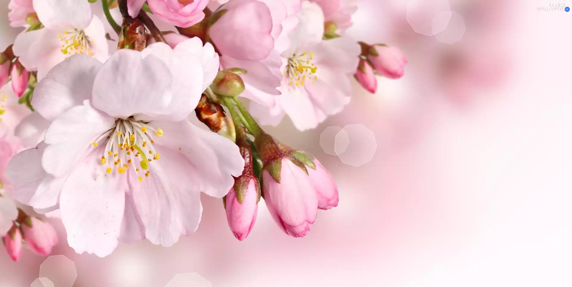 white and pink, Buds, Fruit Tree, Flowers