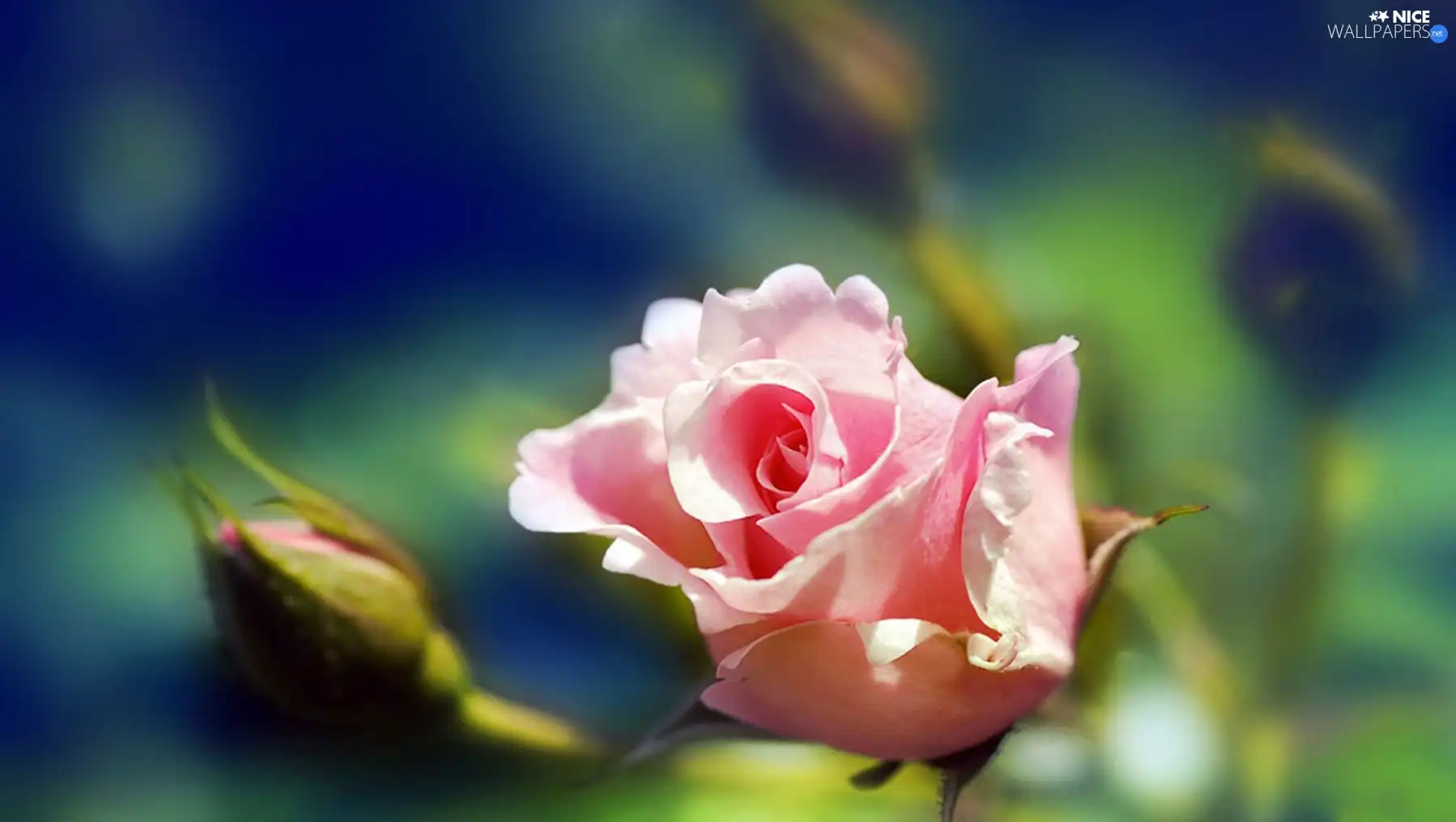 Buds, rose, Pink