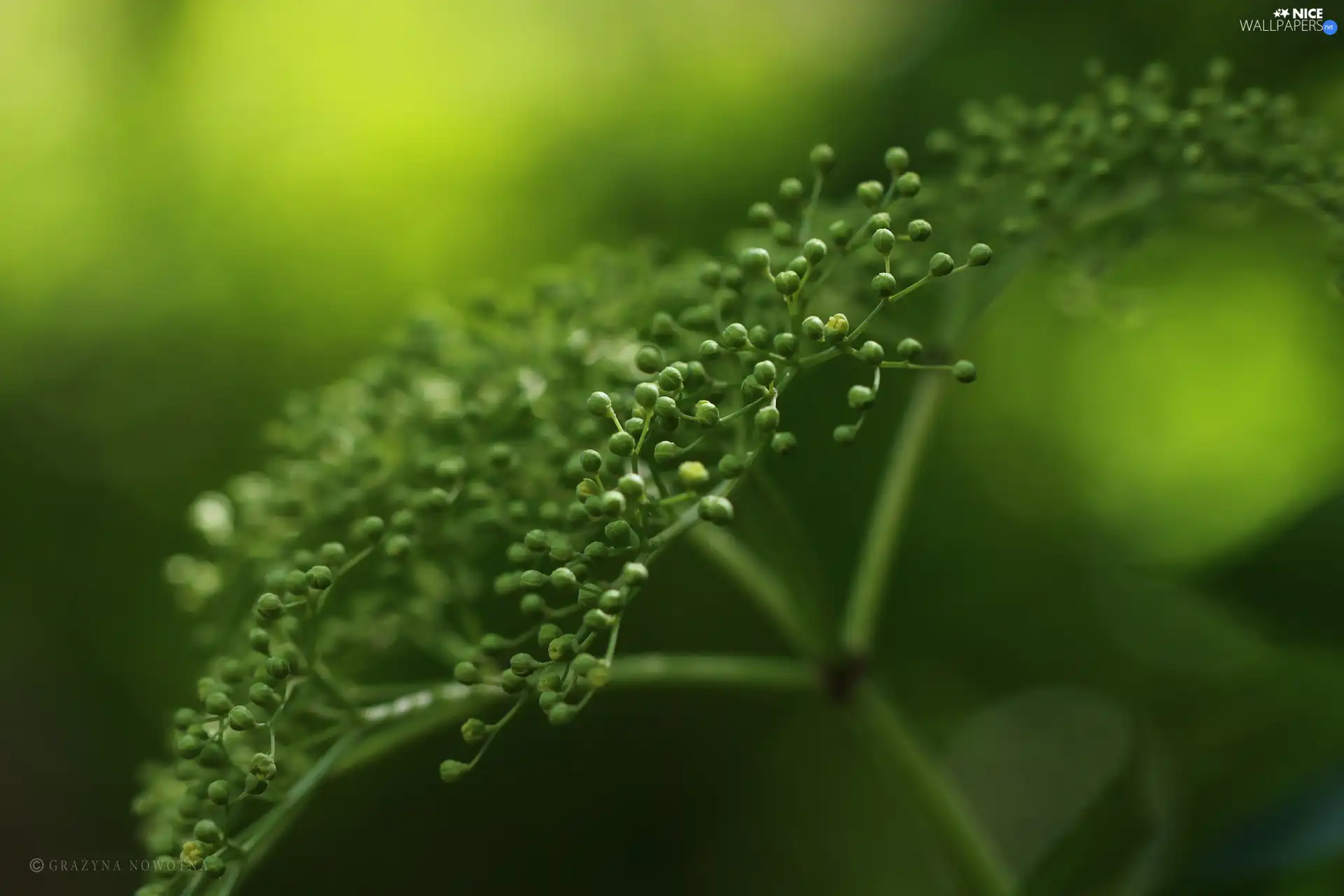 Buds, Green, plant