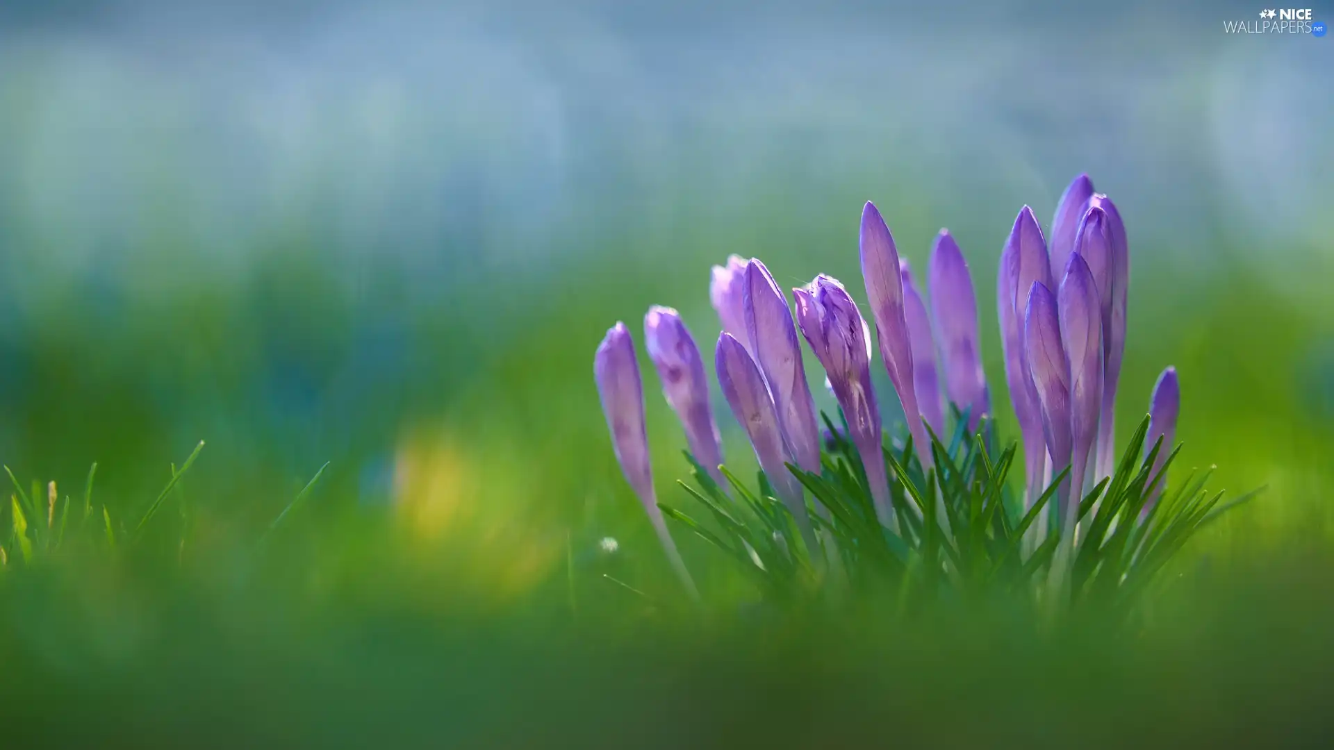 crocuses, Buds, purple, Flowers, cluster