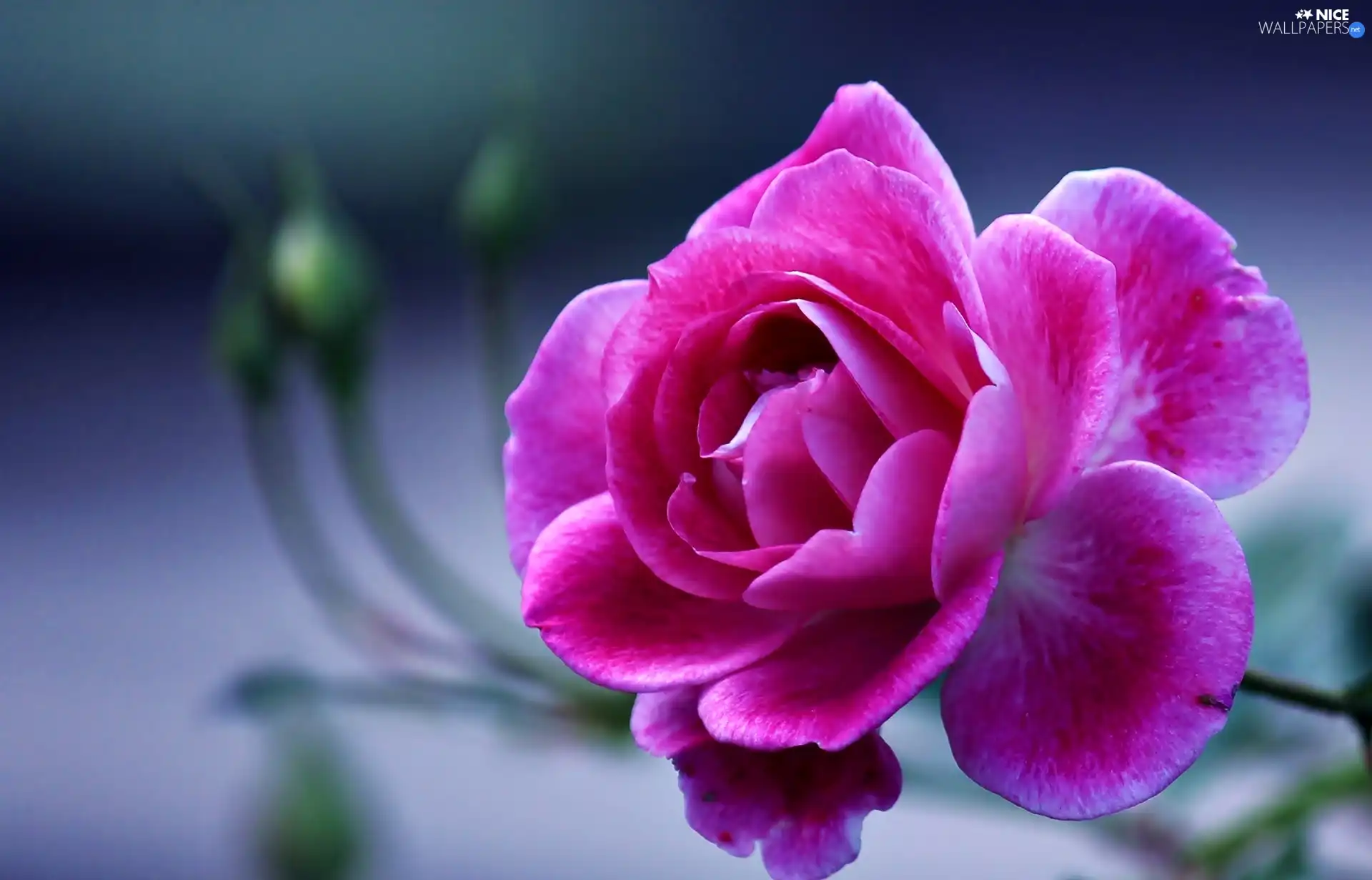 Buds, Pink, rose