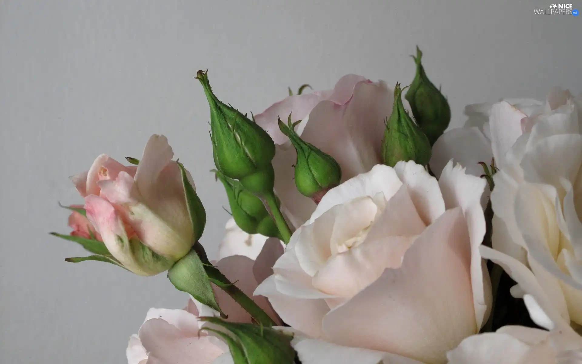 Buds, pastel, roses