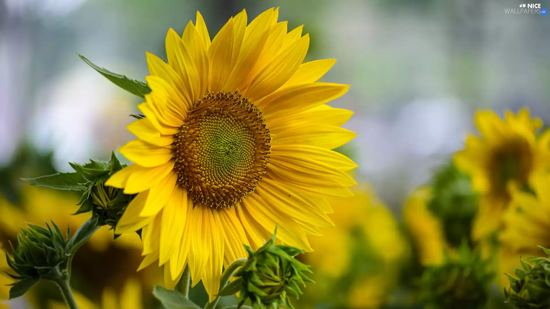 Buds, flower, Sunflower