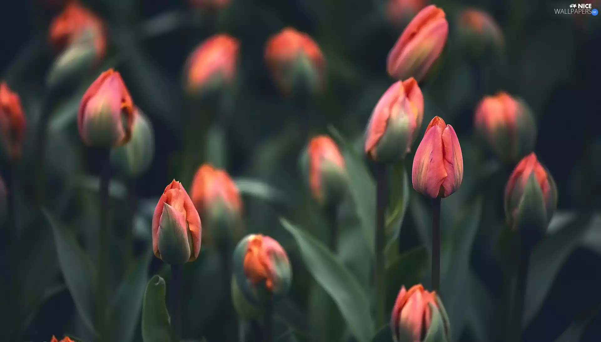 Buds, Tulips