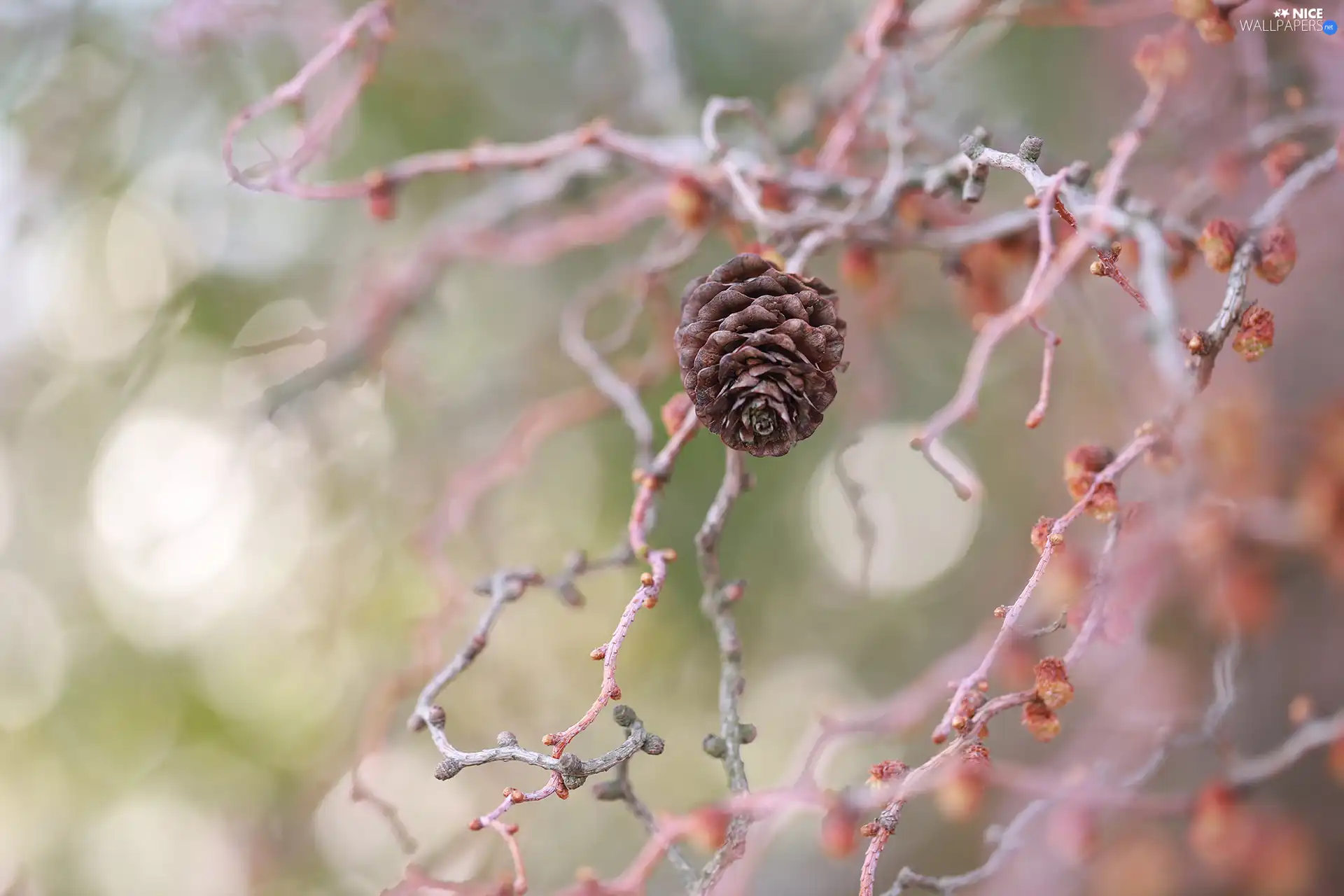 Buds, cone, Twigs