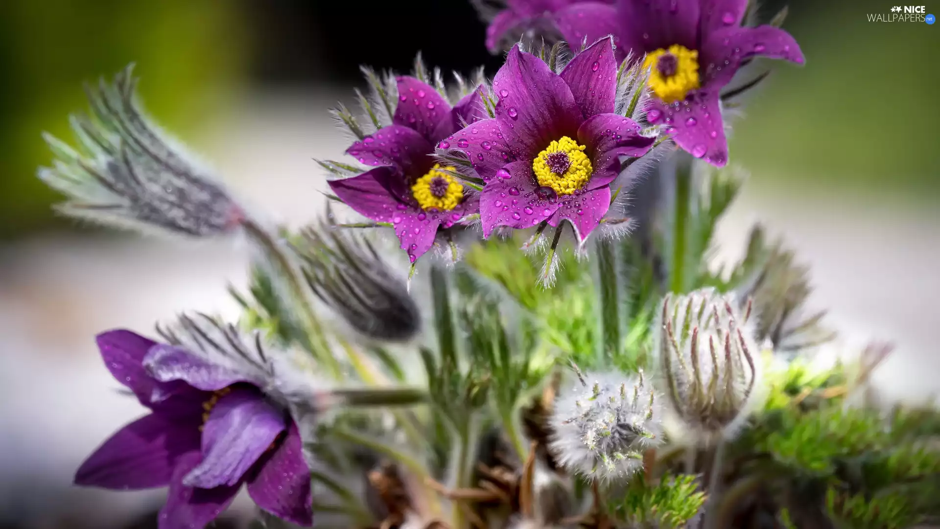 pasque, Buds, wet, purple, Flowers