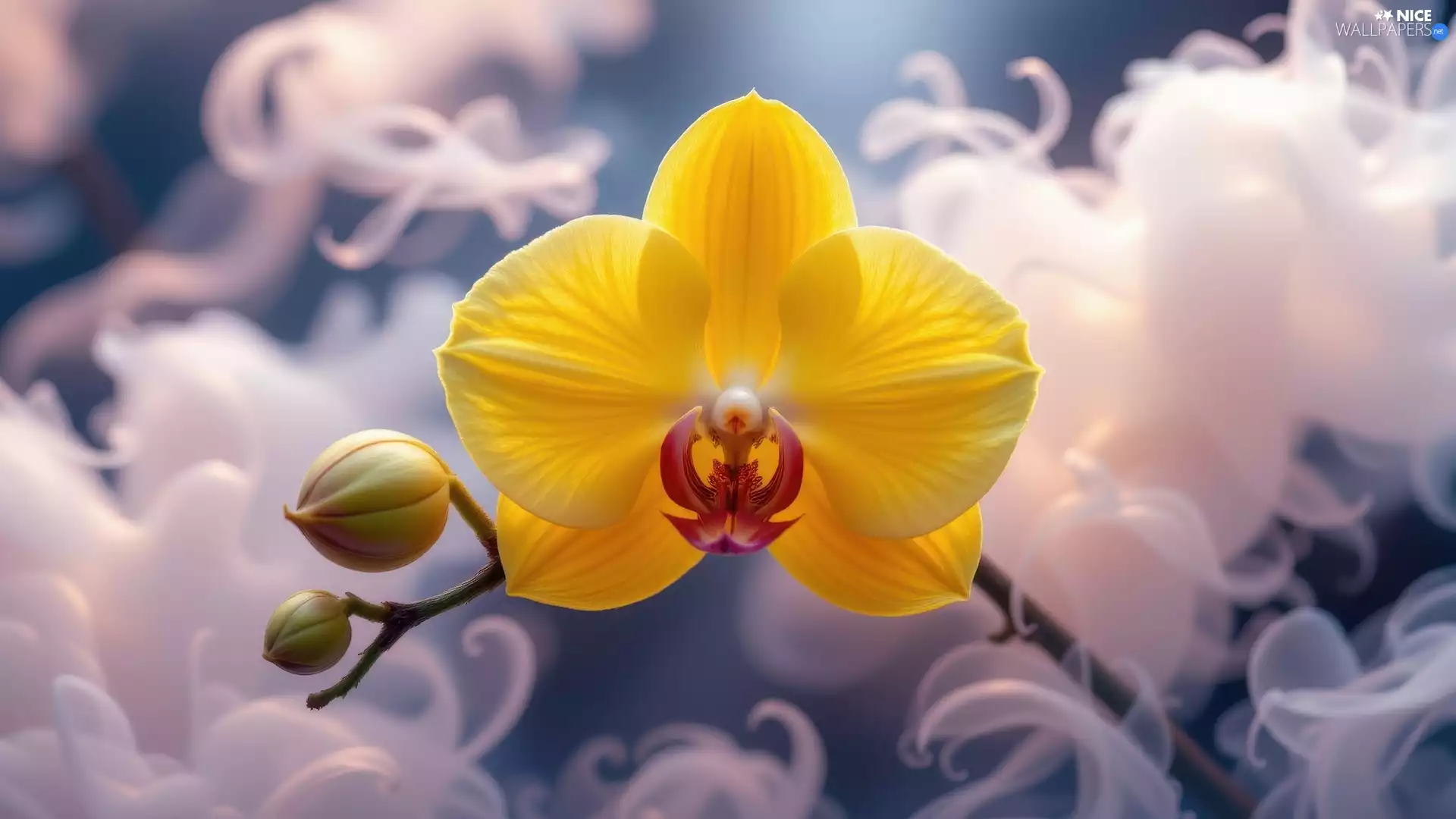Buds, orchid, Yellow