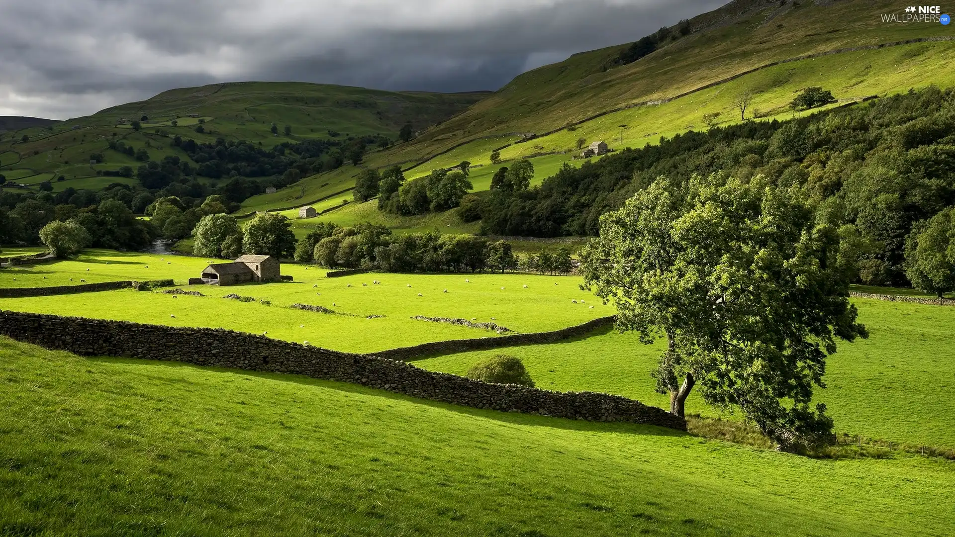 Mountains, Swaledale Valley, trees, Meadow, Stone, Sheep, buildings, England, Yorkshire Dales National Park, walls, viewes