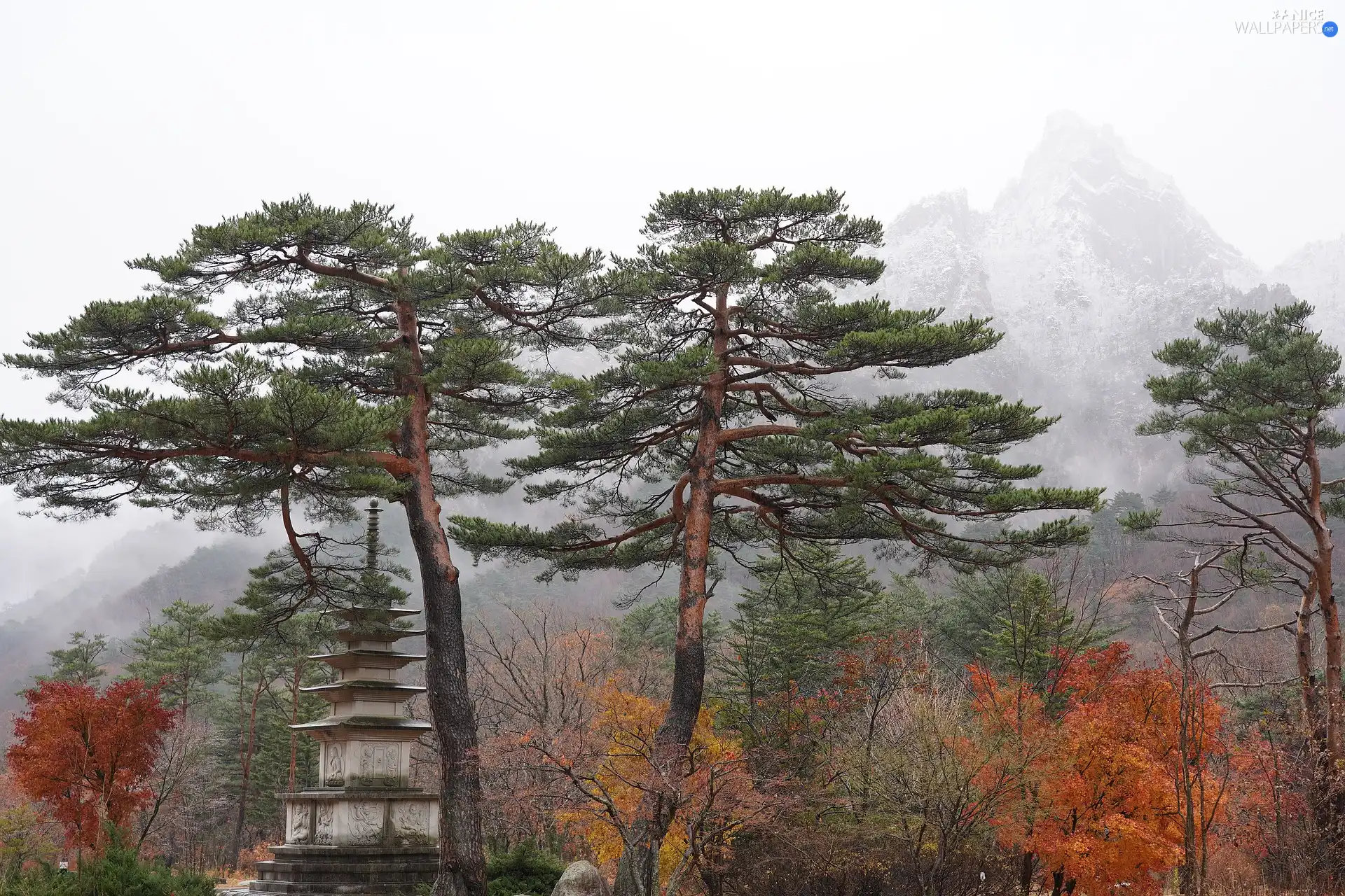 Fog, South Korea, Buldings, Mountains, pine