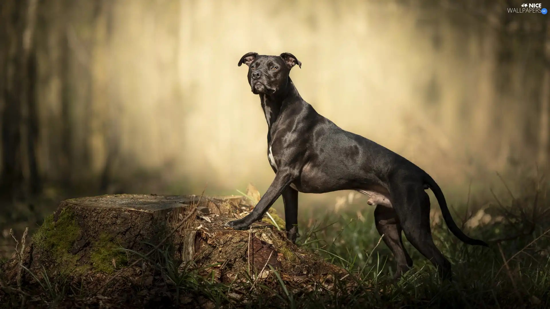 trunk, grass, Pit Bull Terrier, figure, dog