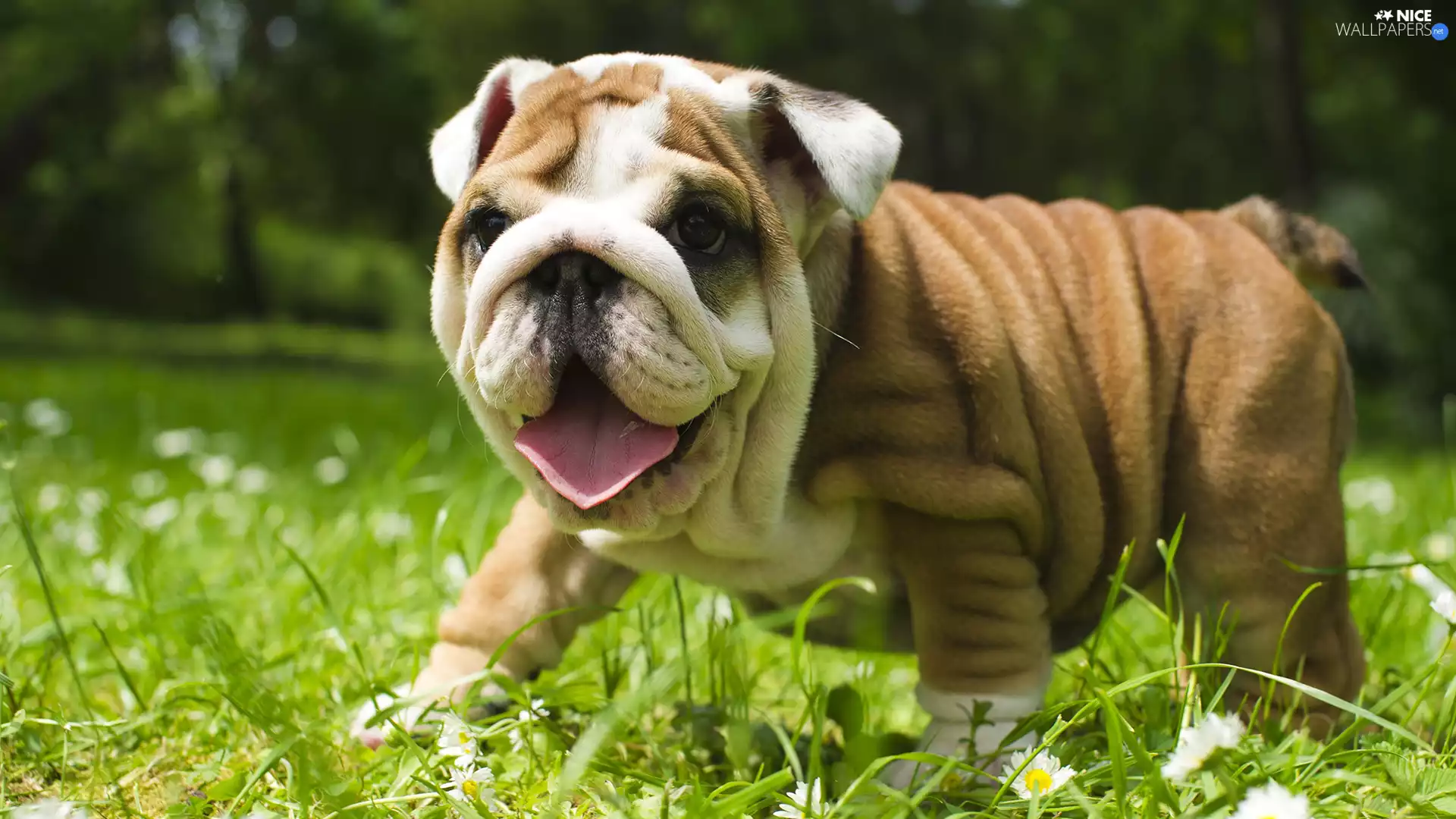 grass, dog, English Bulldog