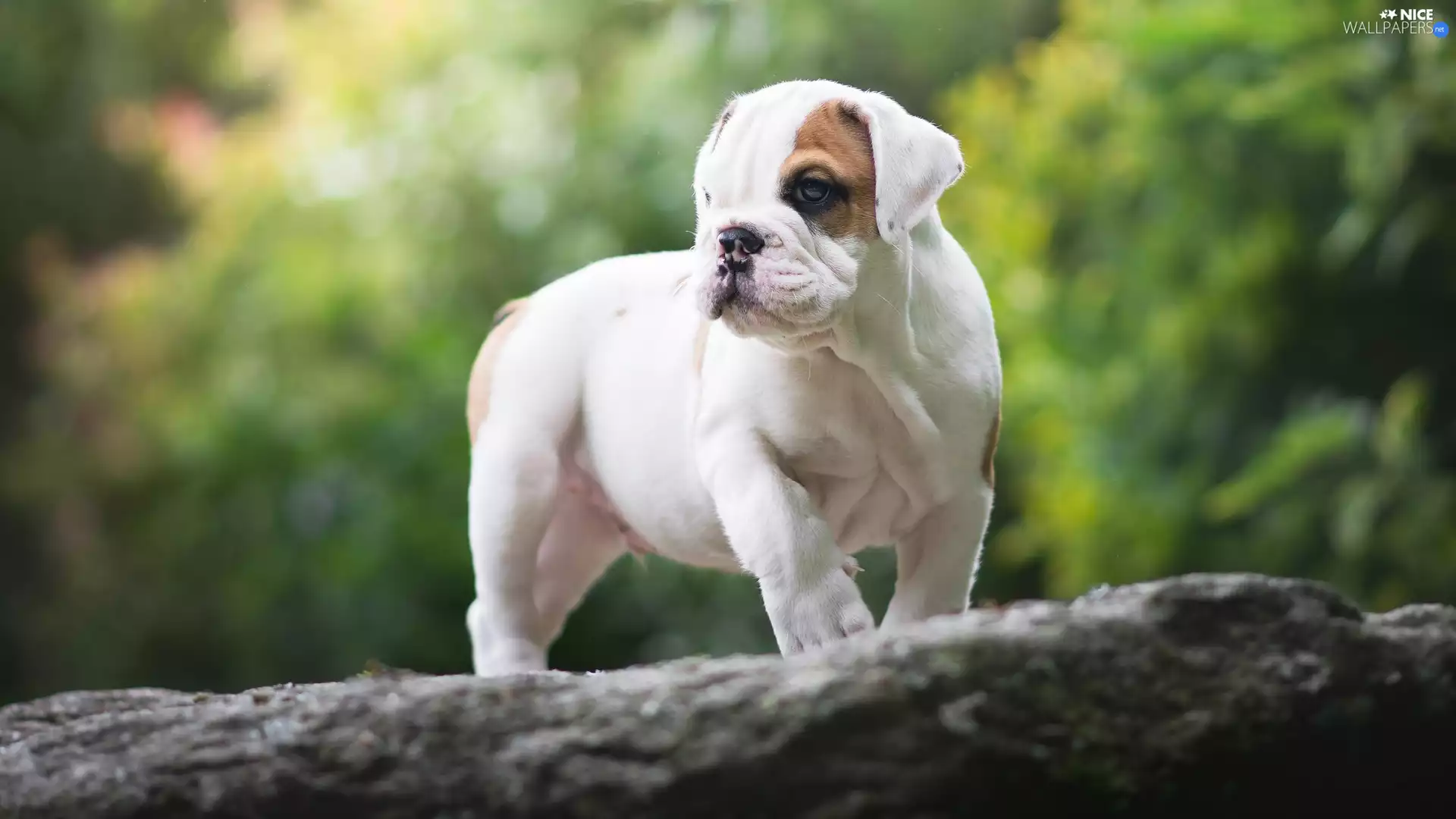 trees, Puppy, English Bulldog
