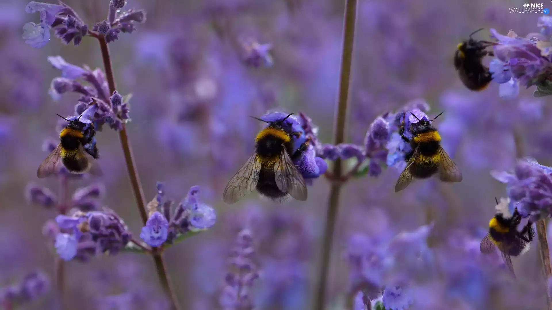 insects, purple, Flowers, Bumblebees