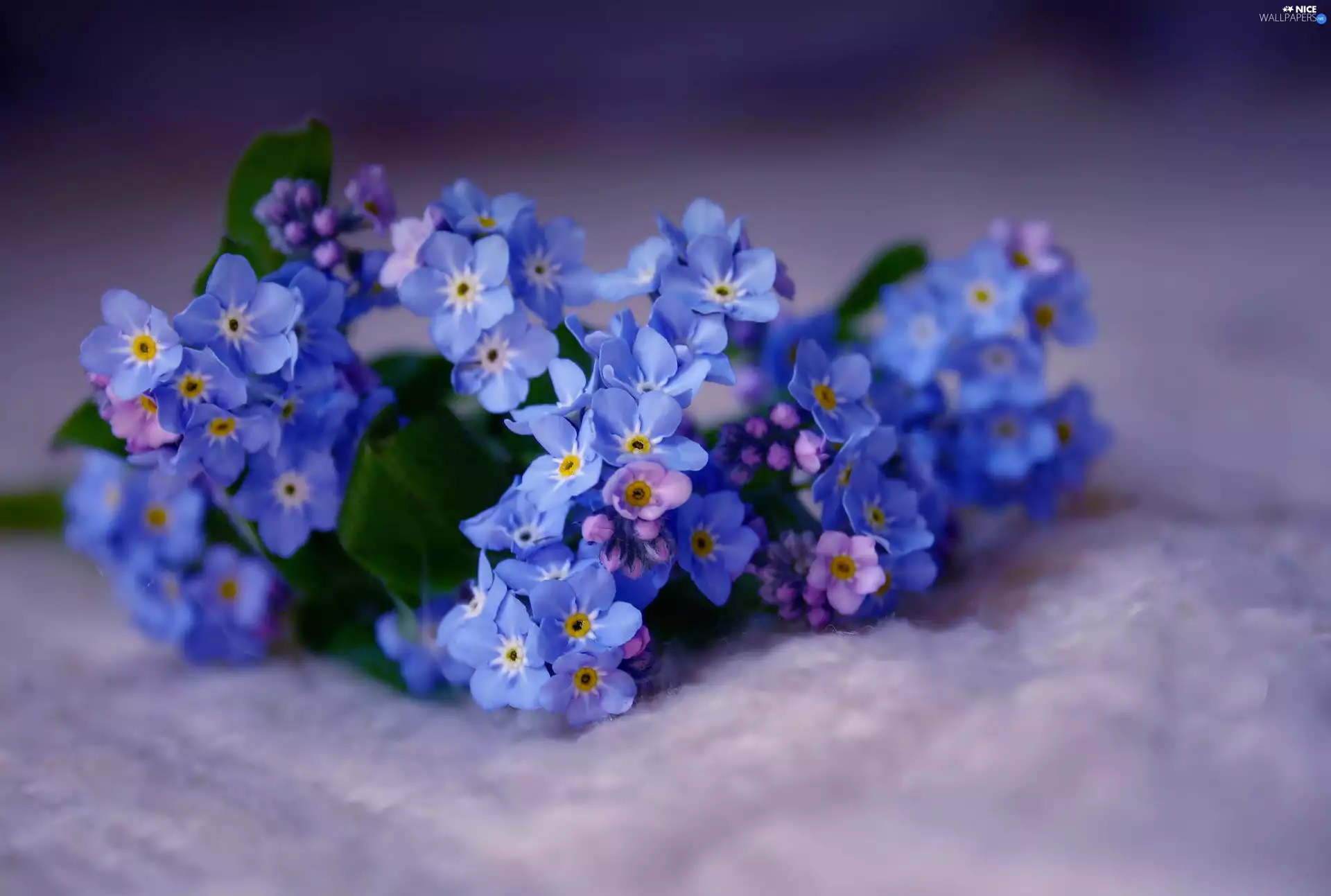 small bunch, forget-me-not