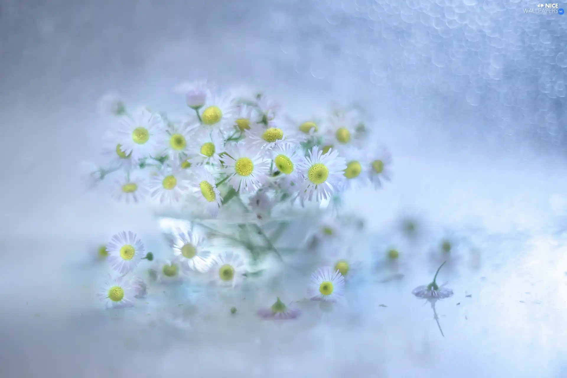 Flowers, Erigeron White, glass, dish, Wildflowers, small bunch