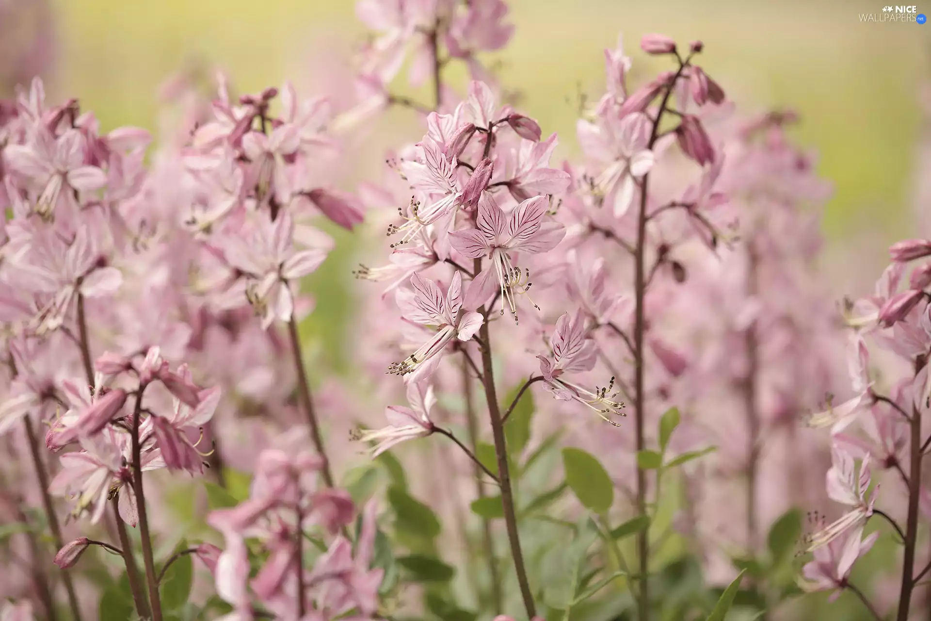 Burning Bush, Flowers