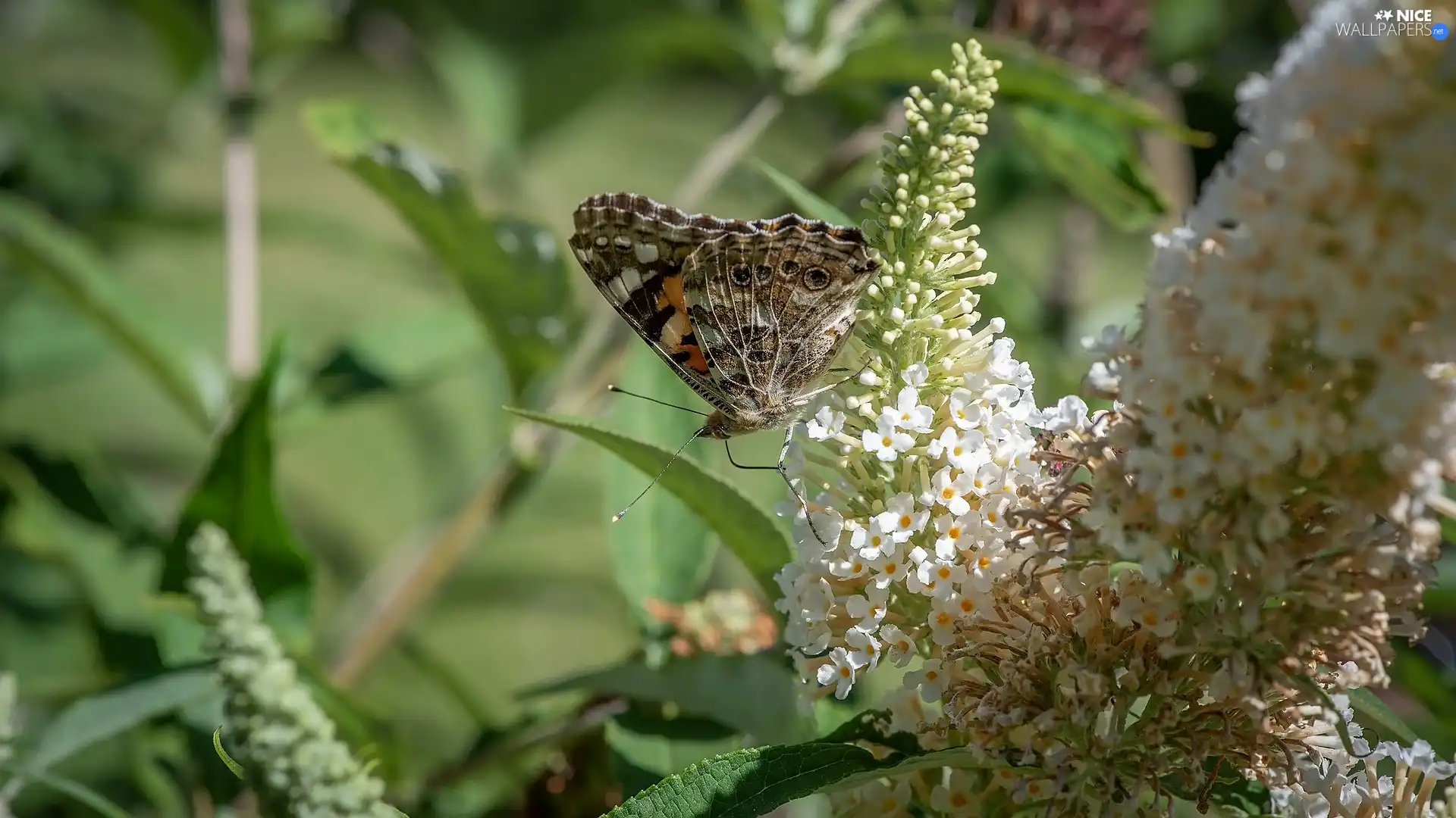 butterfly, Flowers, butterfly bush, Mermaid Admiral