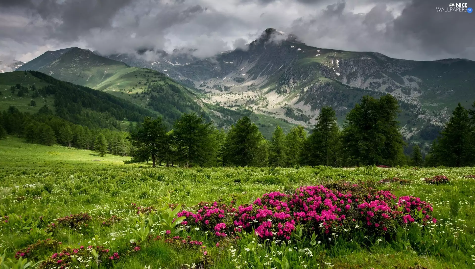 trees, viewes, Azaleas, Meadow, rhododendron, forest, Mountains, Bush