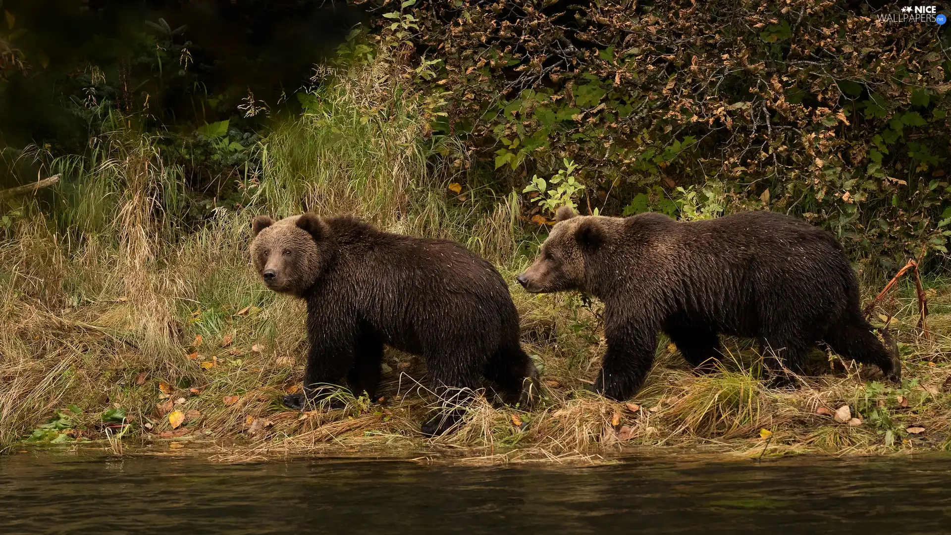 Two cars, grass, Bush, Brown Bears