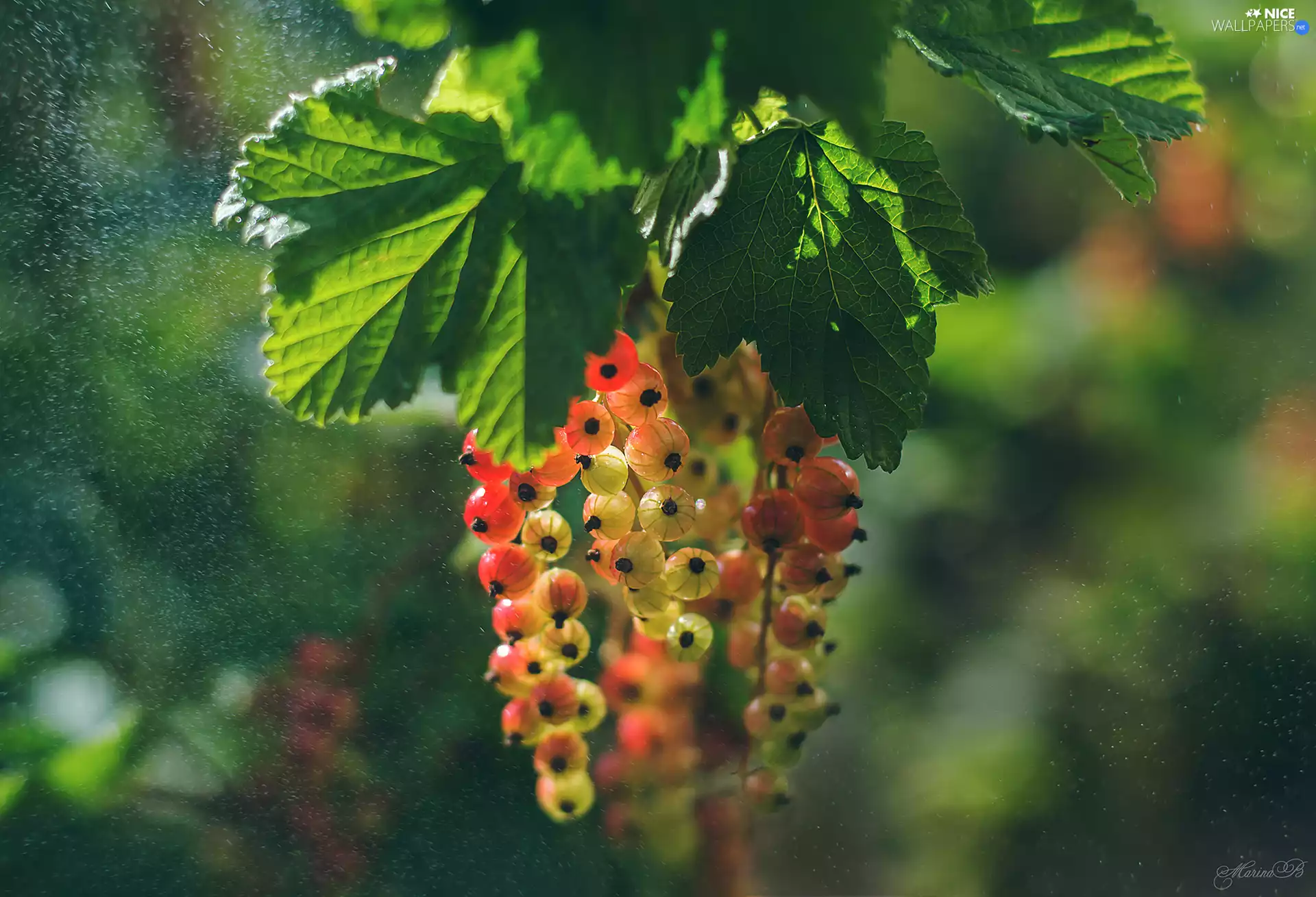 currant, Leaf, blur, bush