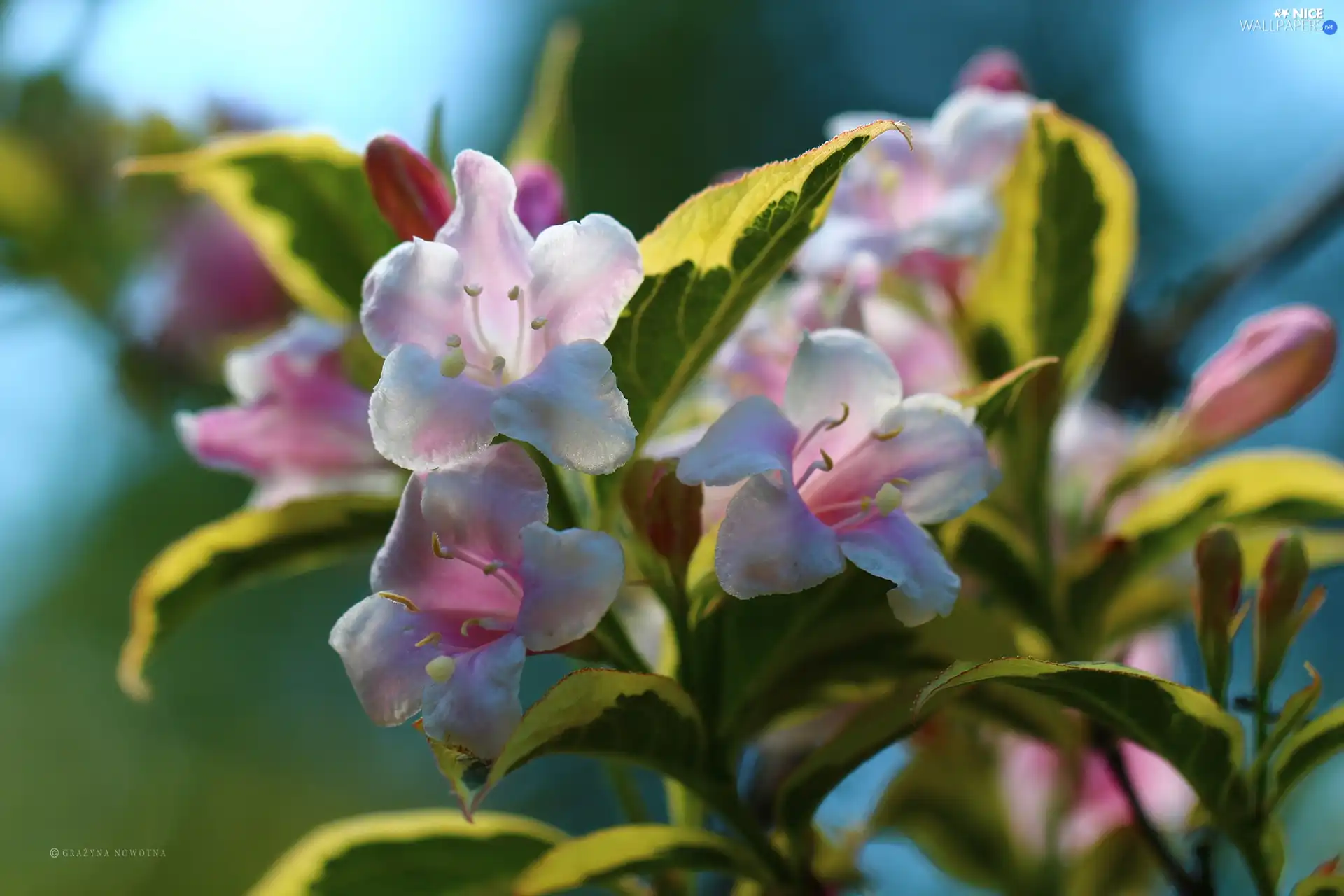 Bush, color, Flowers