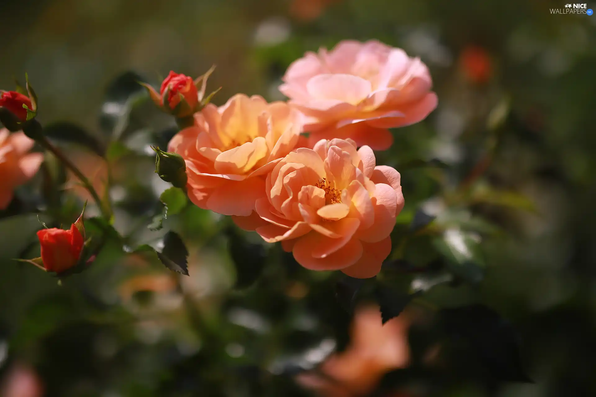 Bush, roses, Flowers