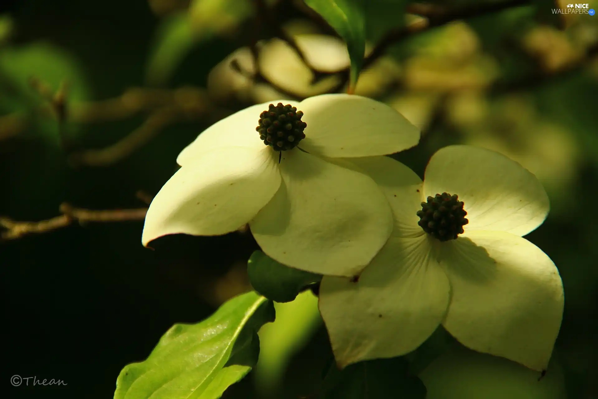 Bush, White, Flowers