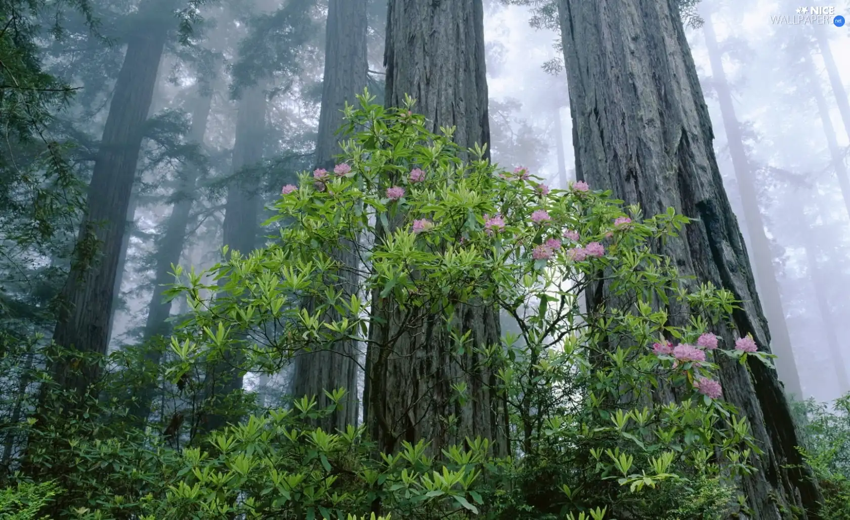 forest, flower, Bush, Fog