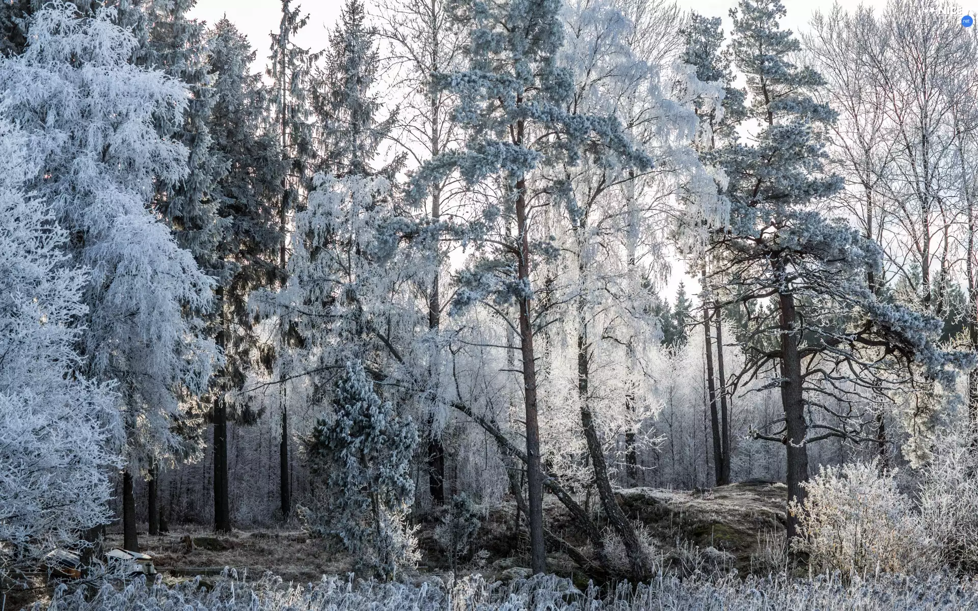 frosty, winter, viewes, Bush, trees, forest