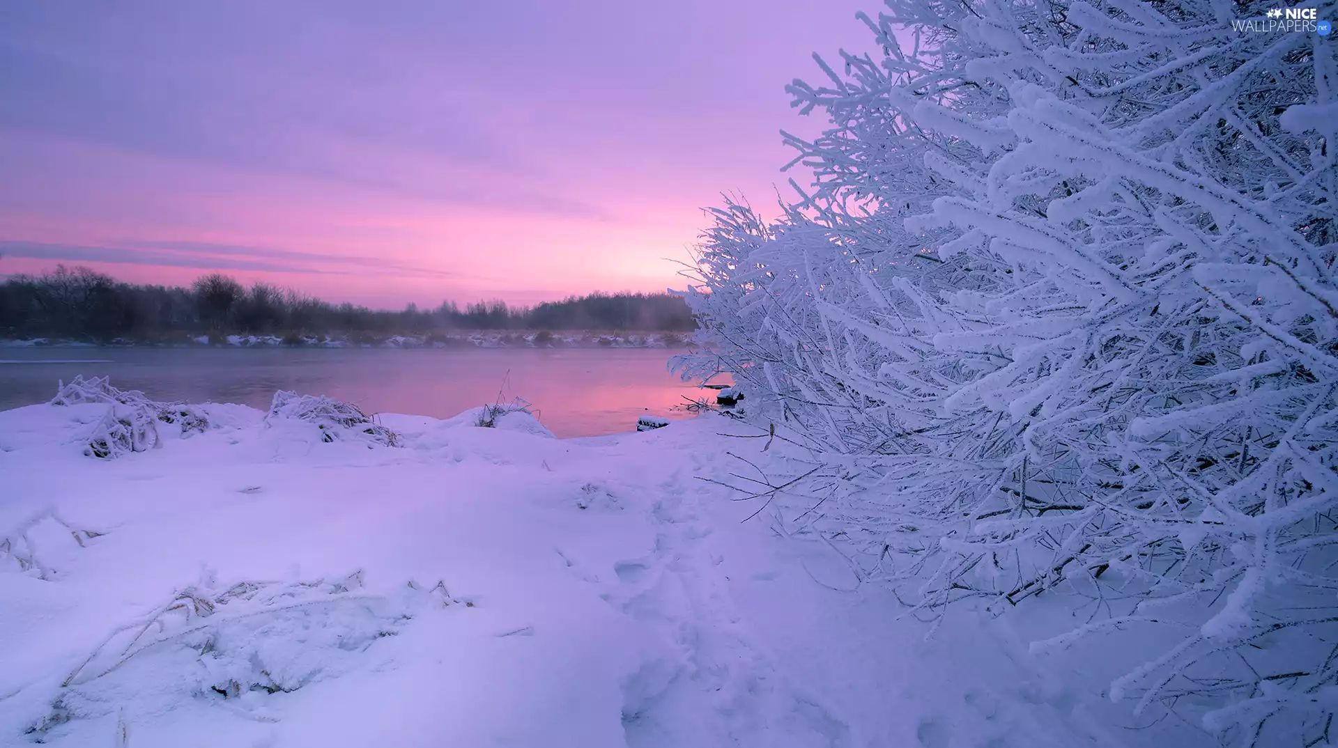 Bush, trees, lake, viewes, winter, White frost, Great Sunsets